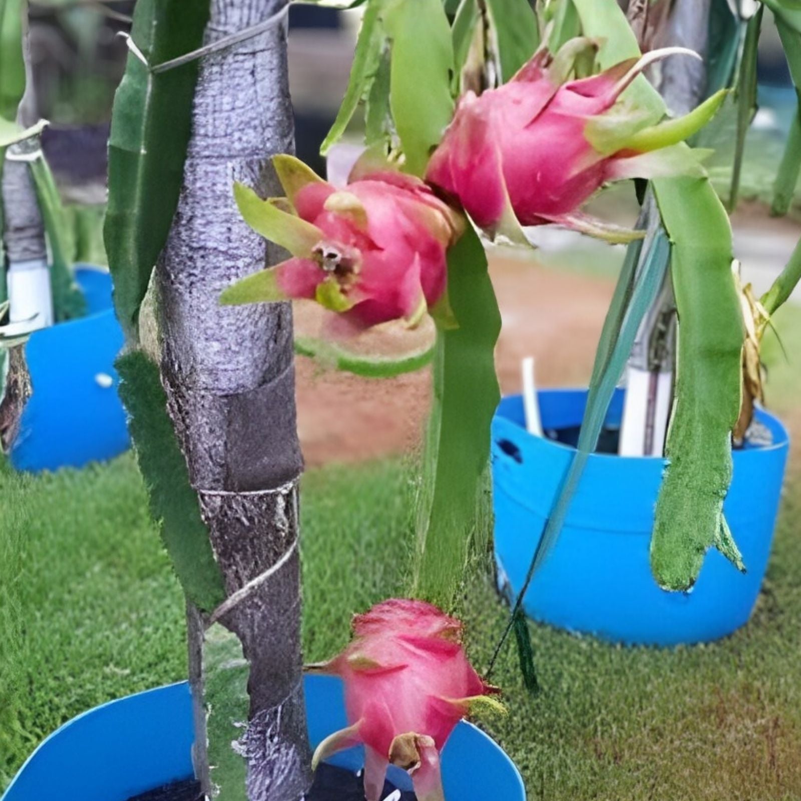Rooted Vietnamese Dragon Fruit Plant, White Flesh Pitaya, Self-Pollinating, Hylocereus undatus, Edible Fruit Plant