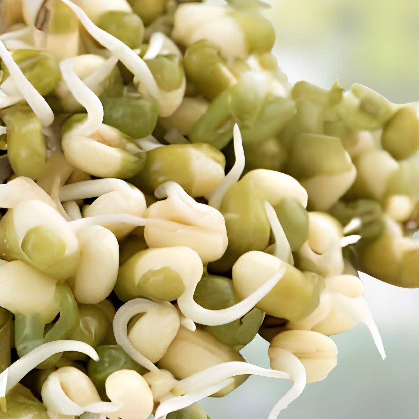 Mung Bean Sprouts Seeds 100 Pack - Organic Vigna radiata - Live Plant, Kitchen Garden, Non-GMO, Sprouting Seeds, Starter Plant