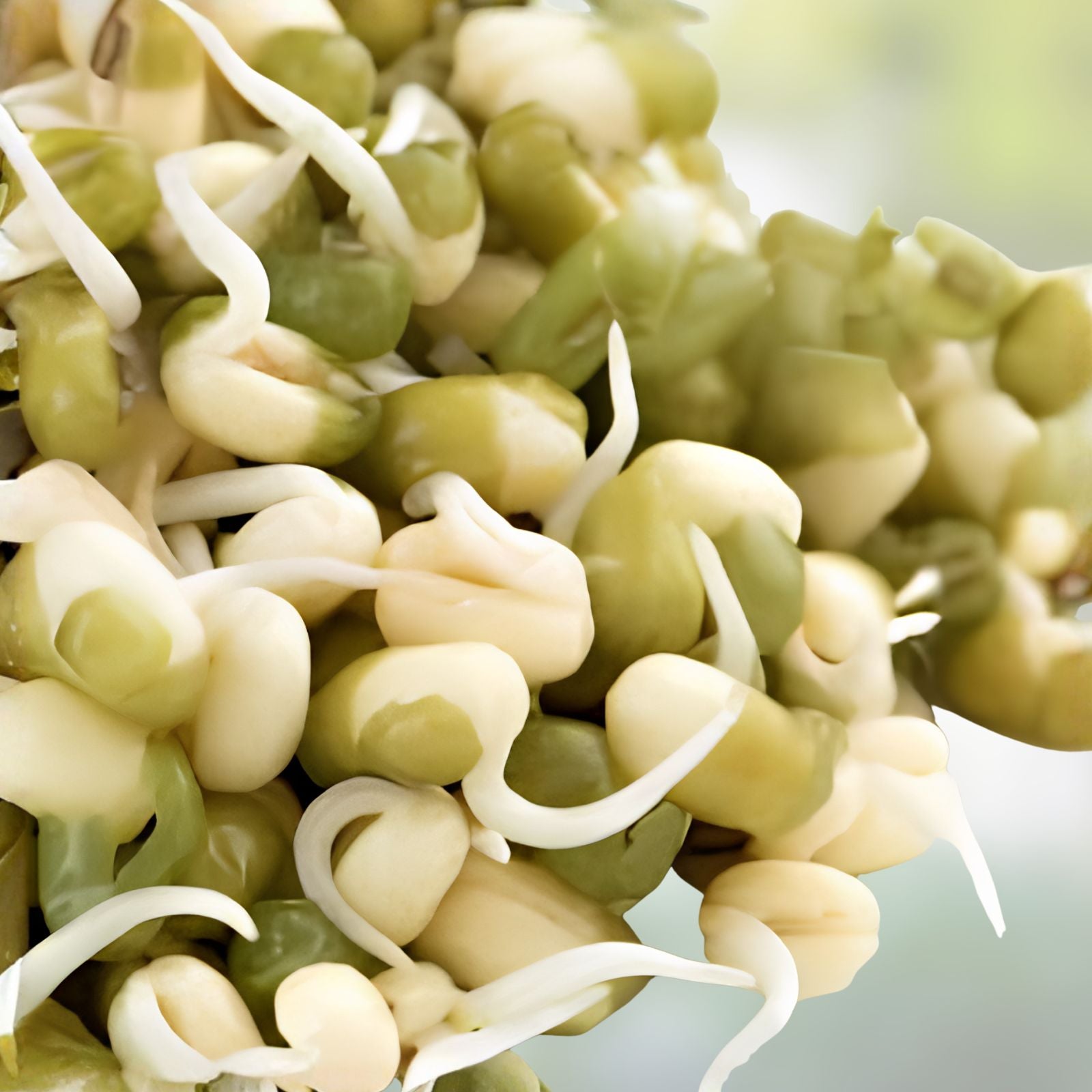 Mung Bean Sprouts Seeds 100 Pack - Organic Vigna radiata - Live Plant, Kitchen Garden, Non-GMO, Sprouting Seeds, Starter Plant