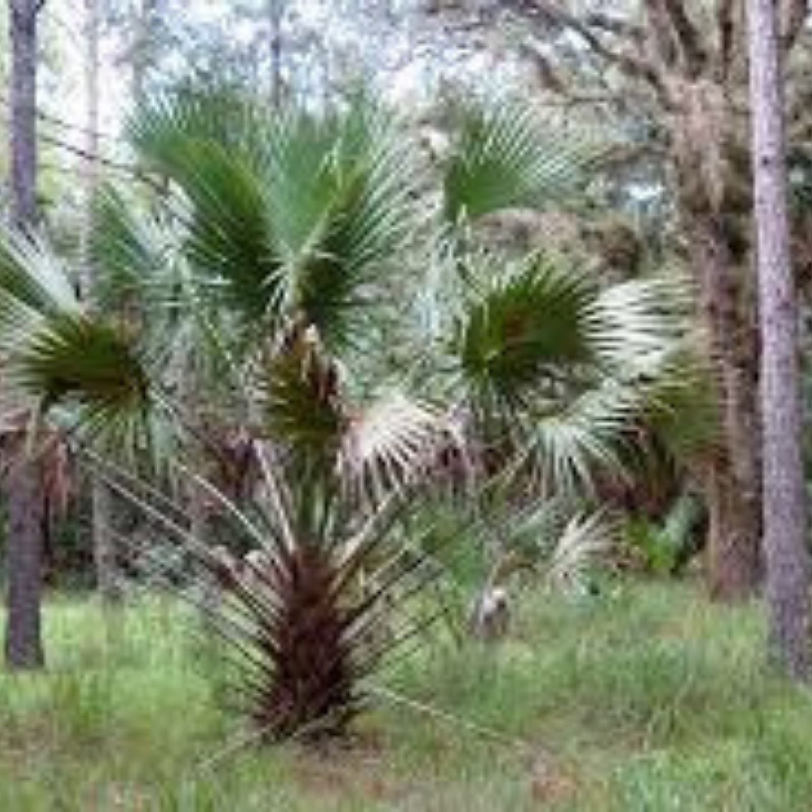Sabal Palm Seeds, 10 Fresh Cabbage Palm Seeds, Texas Sabal Palmetto, Garden Planting Seeds, Hardy Palm Seeds
