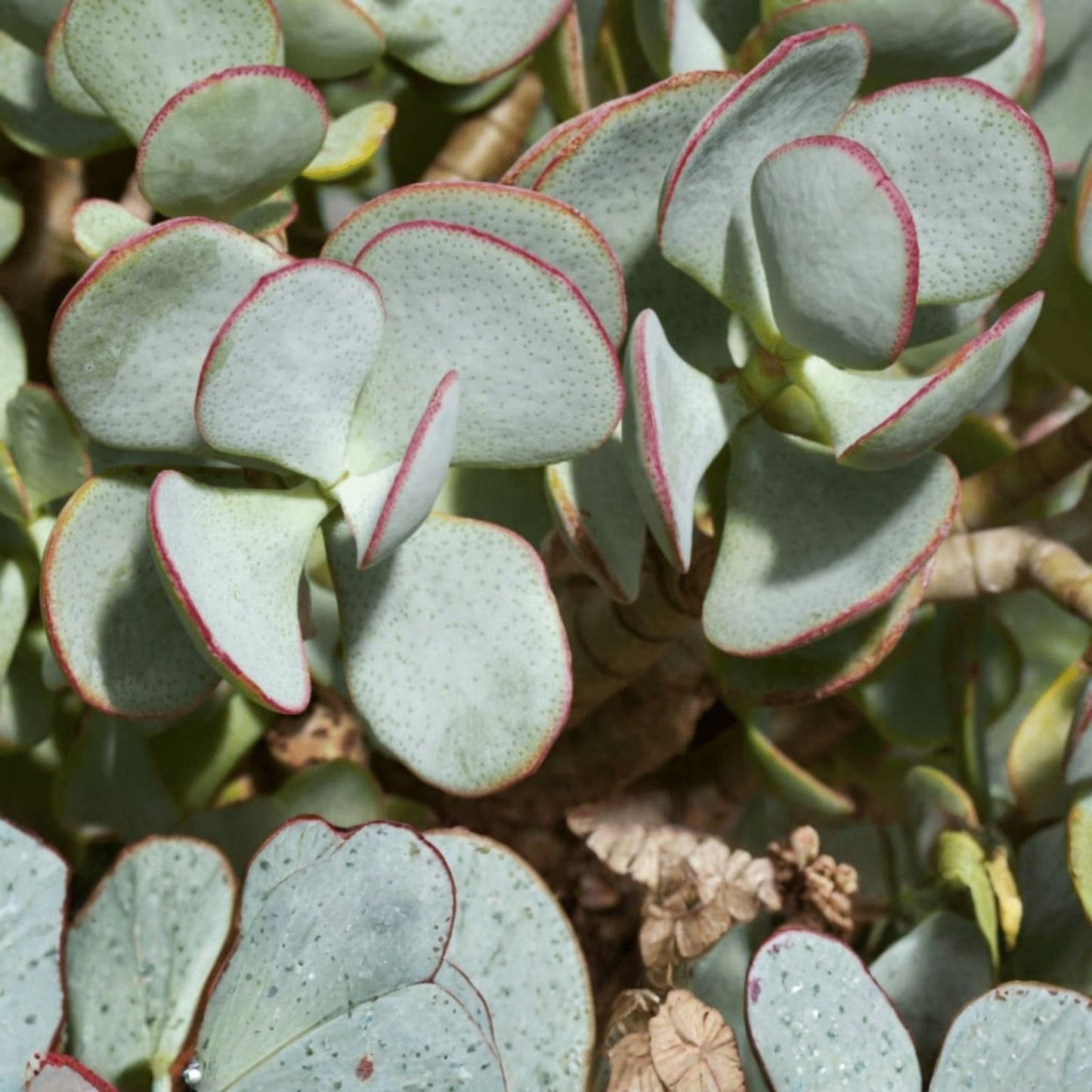 Silver Dollar Jade Plant Cuttings, Crassula arborescens, Succulent Propagation, Chinese Jade, Easy-to-Grow Succulent Cuttings