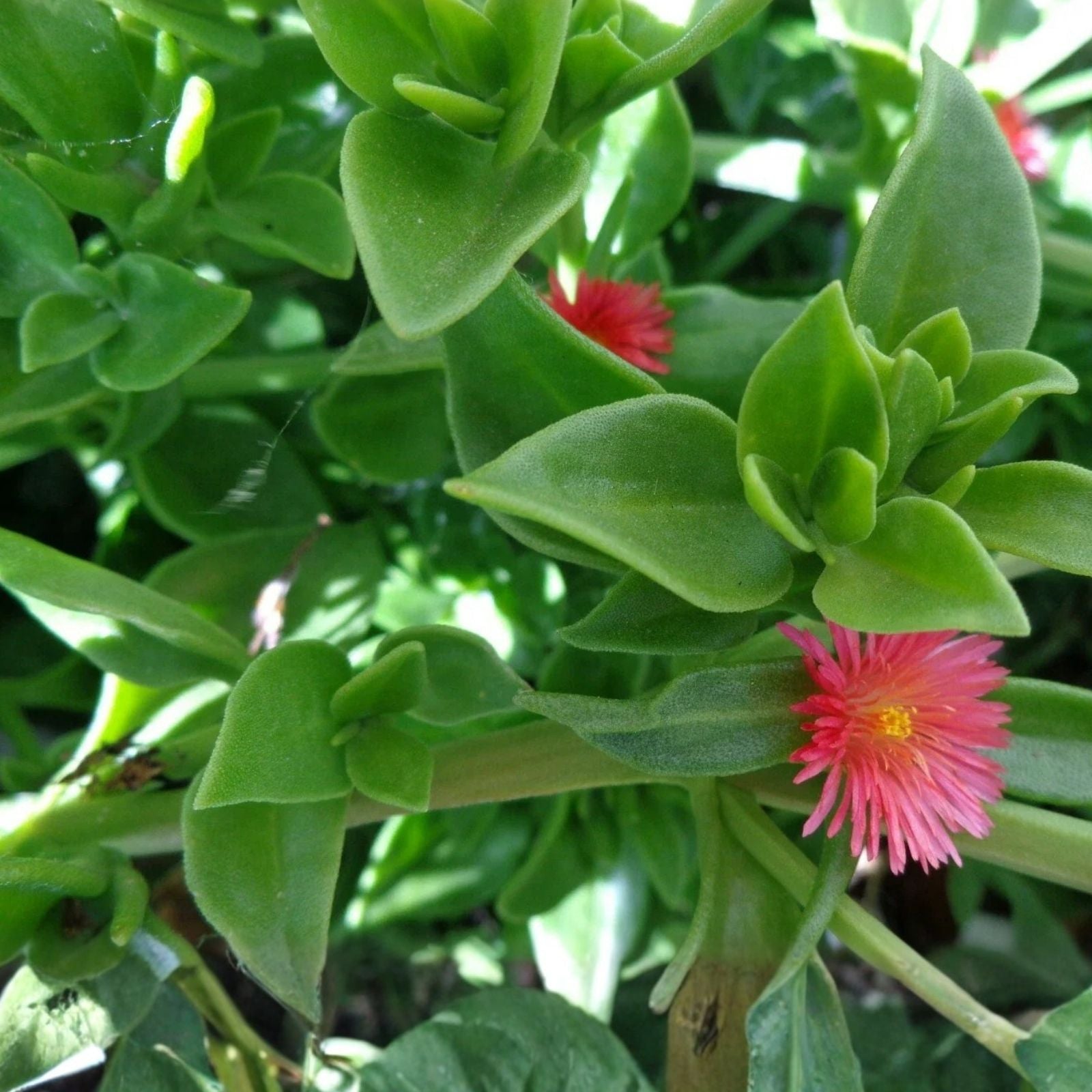 Aptenia Cordifolia Baby Sun Rose Cuttings 4-6" | Succulent Garden Ground Cover Indoor Plant Propagation