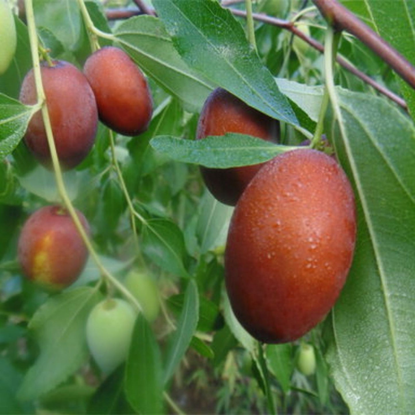 Autumn Beauty Jujube Tree Cutting 8" Grafting Scion Wood Ziziphus jujuba for Propagation