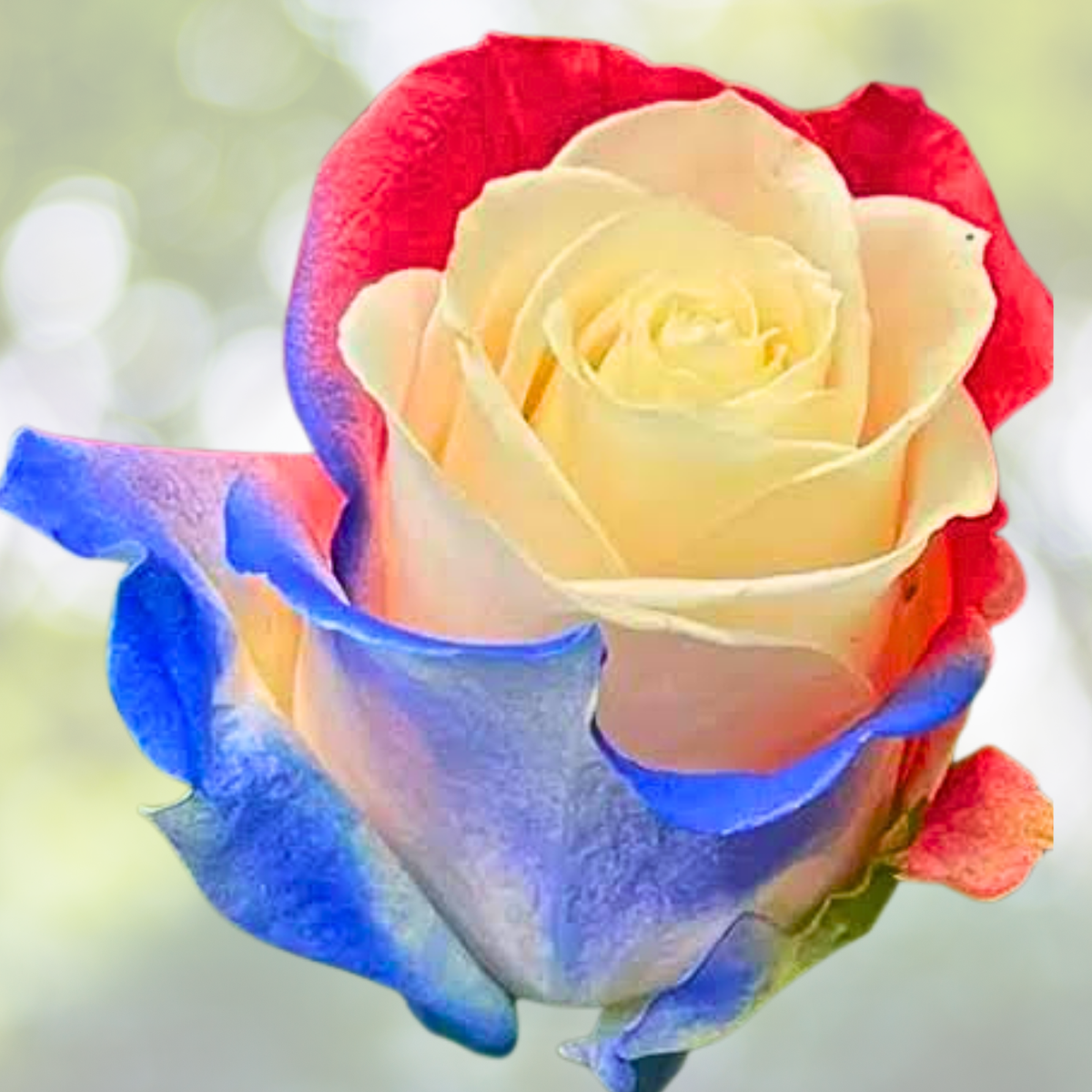 20pcs Rare Three-Color Rose Seeds for Potted Garden, Vibrant Blooms, Rosa spp.