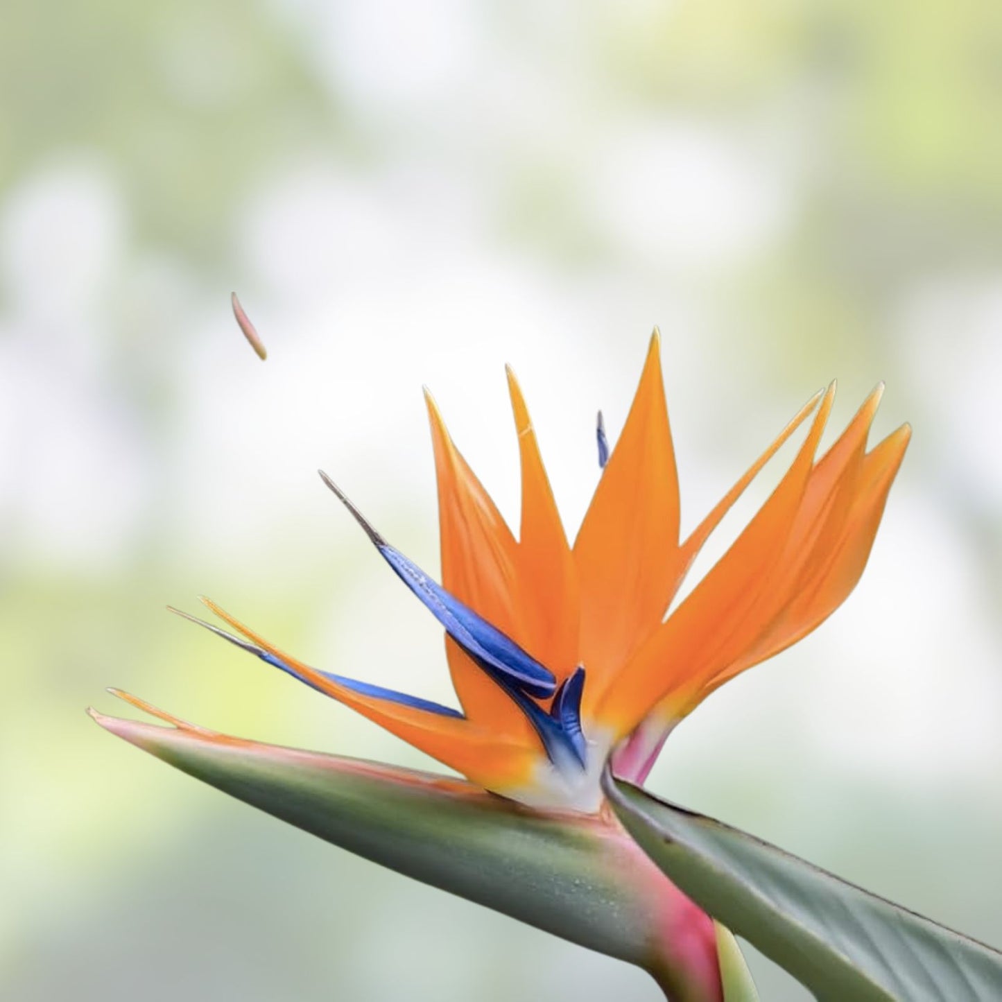 White Bird of Paradise Seeds 5 Pack, Indoor Plant, Strelitzia nicolai, Tropical Ornamental Seeds for Gardening and Bonsai