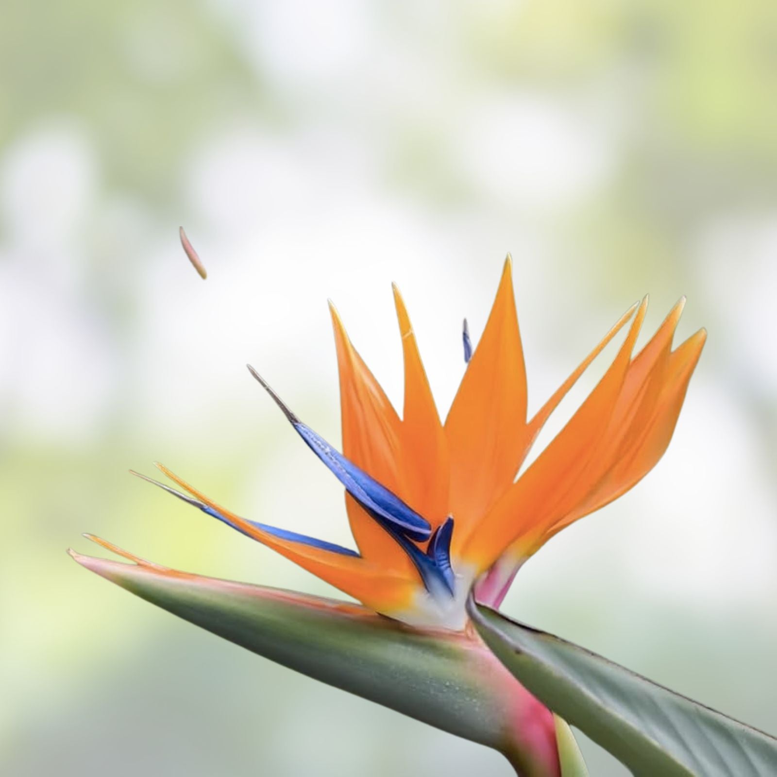 White Bird of Paradise Seeds 5 Pack, Indoor Plant, Strelitzia nicolai, Tropical Ornamental Seeds for Gardening and Bonsai