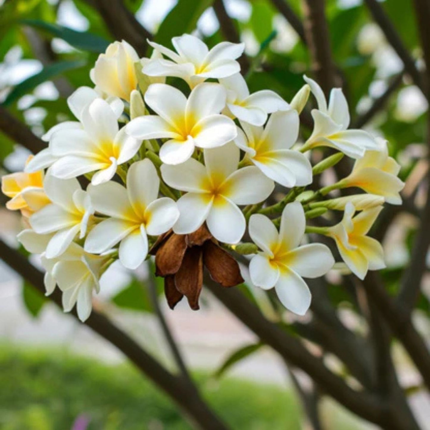 Plumeria Plant 6-10" Large Fragrant White Yellow Center Flowers - Tropical Garden, Fragrant Flowering Plant (Plumeria spp,)