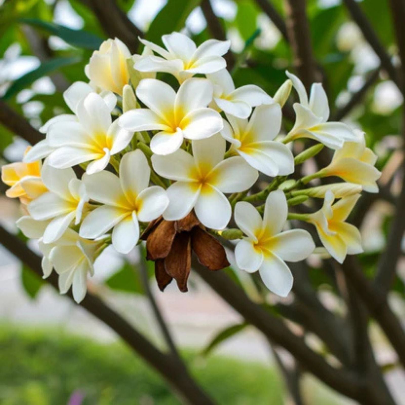 Plumeria Plant 6-10" Large Fragrant White Yellow Center Flowers - Tropical Garden, Fragrant Flowering Plant (Plumeria spp,)