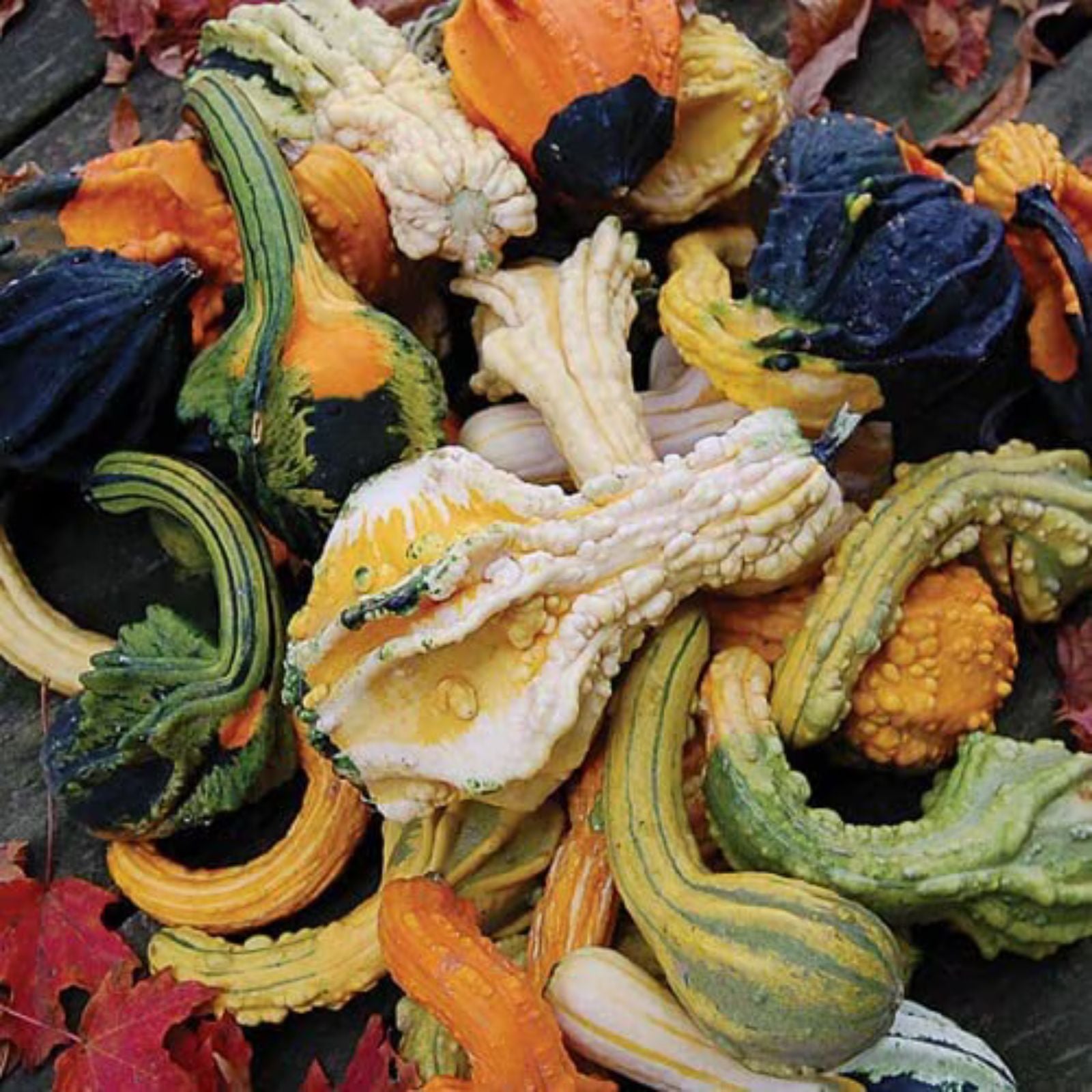Gourd Seeds for Planting 20 Seeds Exotic Color Mix Cucurbita pepo Autumn Wings Decorative Gourds