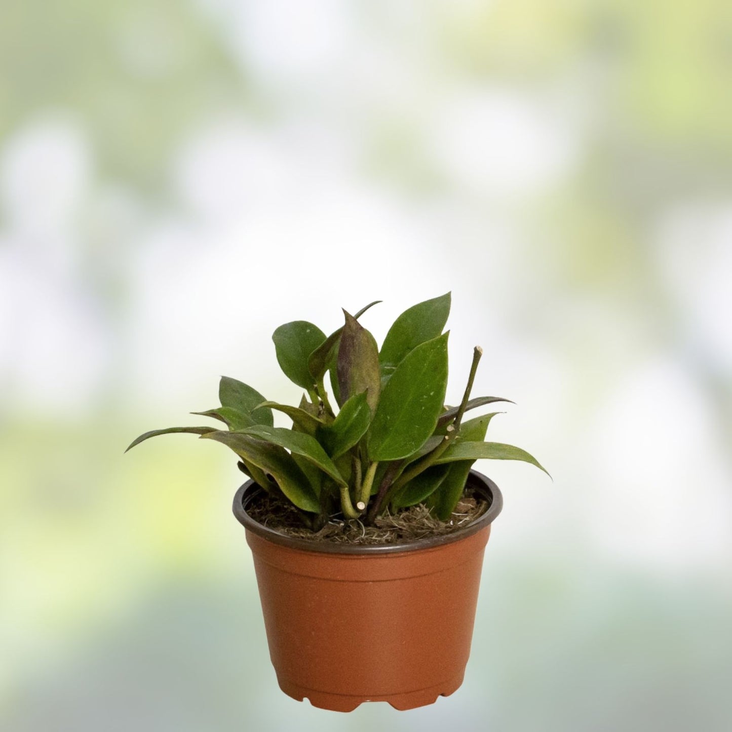 Hoya Sunrise Live Plant in 4” Pot, Variegated Hoya Carnosa, Rare Indoor Houseplant, Easy Care, Beautiful Foliage