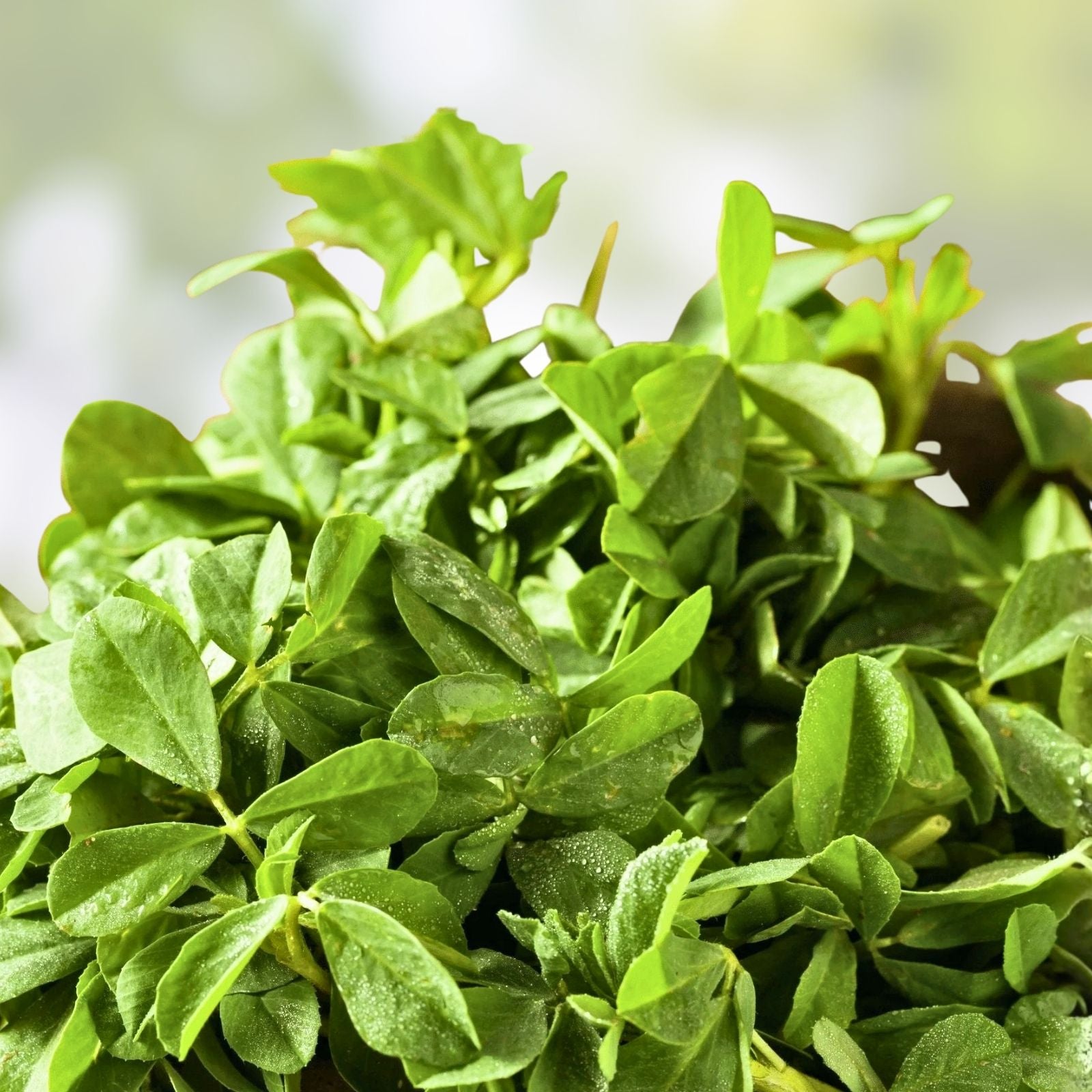 Heirloom Fenugreek Herb Seeds 500 Non-GMO Trigonella foenum-graecum for Spice and Herb Garden