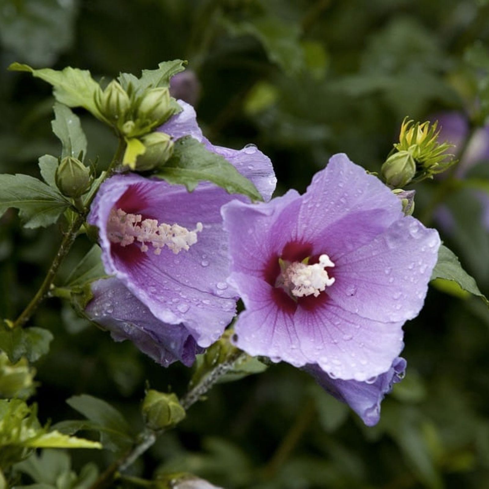 Unrooted Rose of Sharon Cuttings White and Maroon Hibiscus syriacus Garden Plant Propagation