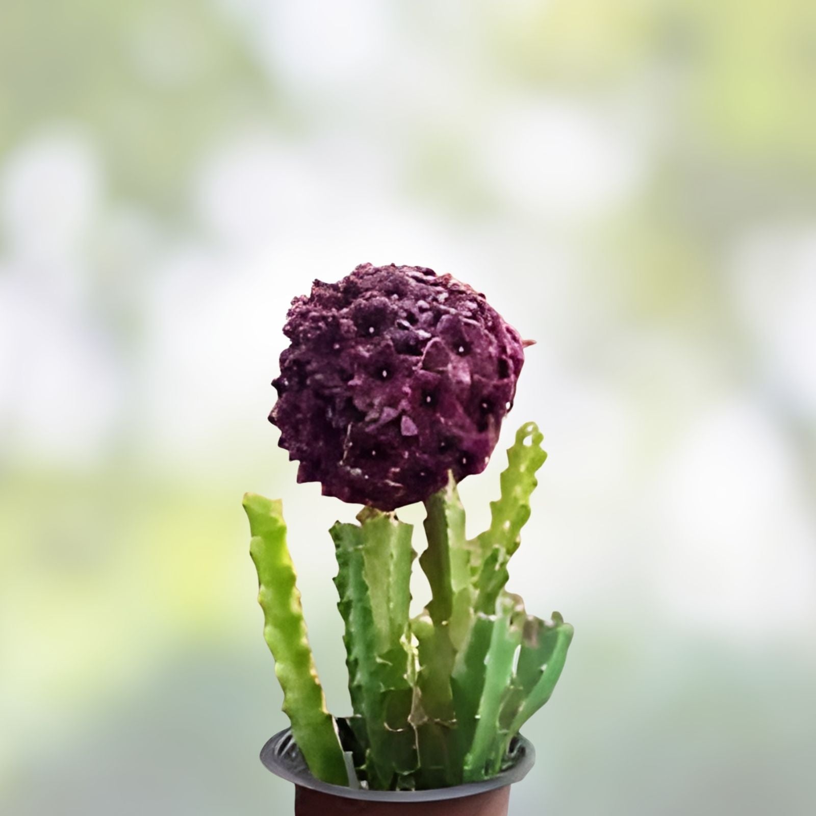 Caralluma Umbellata Potted Succulent - Rare 3,5" Well-Rooted Green Plant - Unique Desert Cactus Aloe