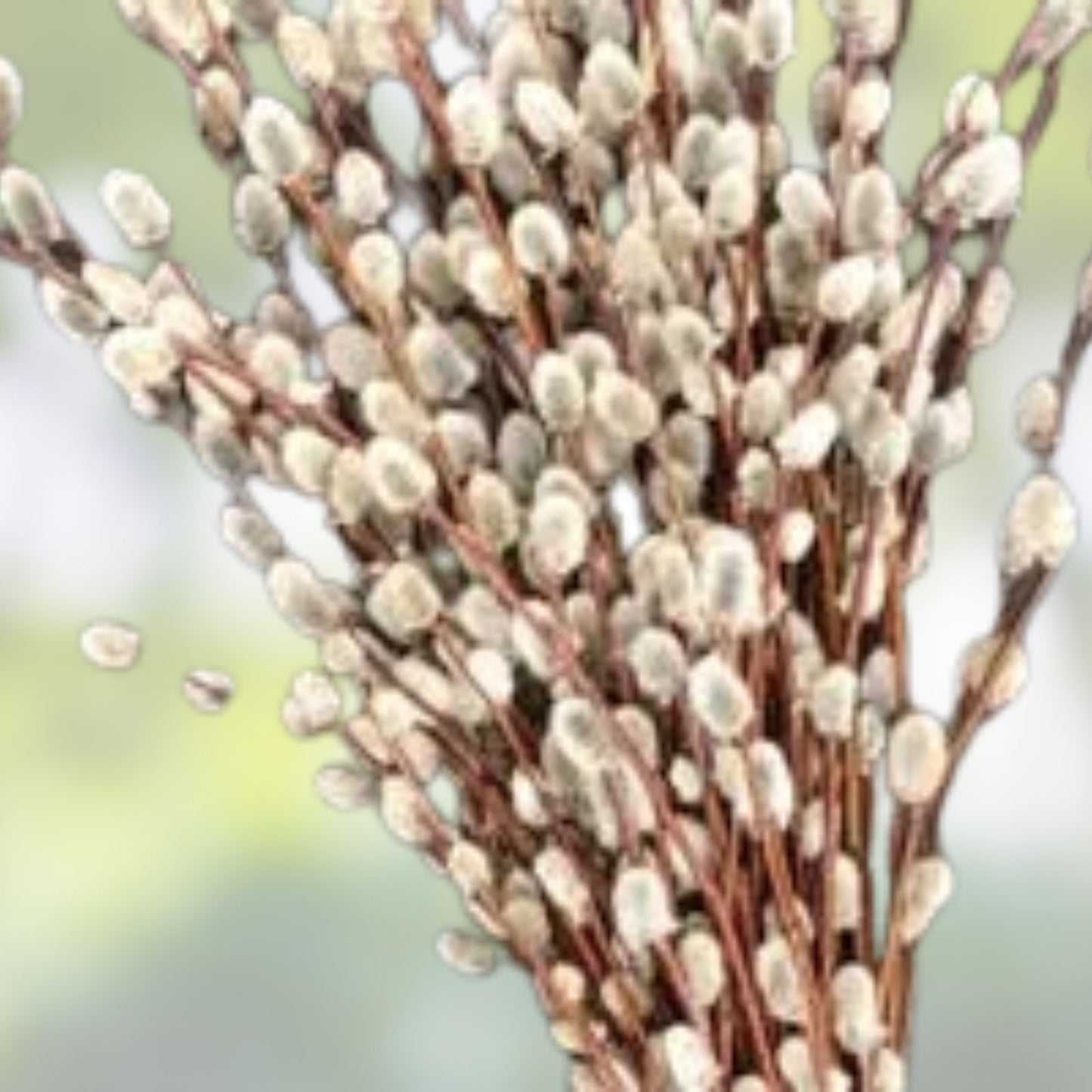 Pussy Willow Cuttings - 10 Unrooted Fuzzy White Blooming Stems - Salix discolor - Decorative Branches for Arrangements