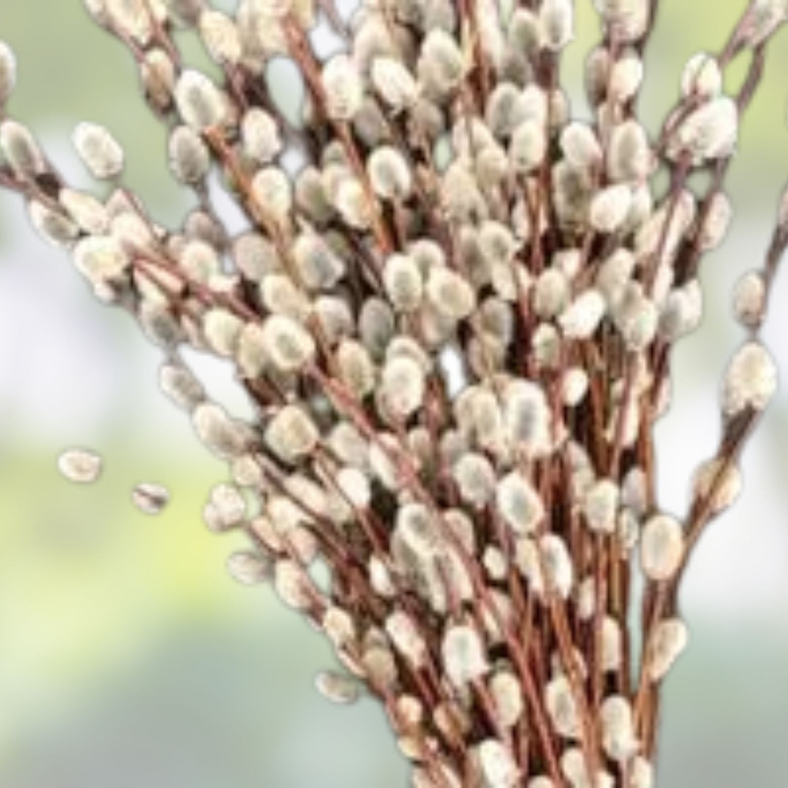 Pussy Willow Cuttings - 10 Unrooted Fuzzy White Blooming Stems - Salix discolor - Decorative Branches for Arrangements