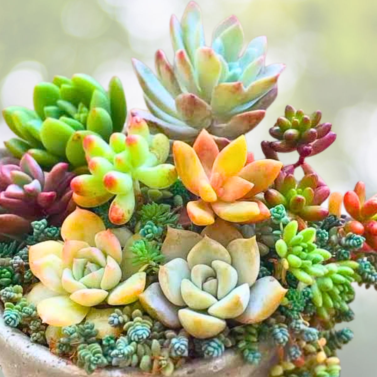 200pcs Rare Mixed Succulent Seeds - Colorful Varieties for Gardening - Ideal for Plant Lovers and Collectors