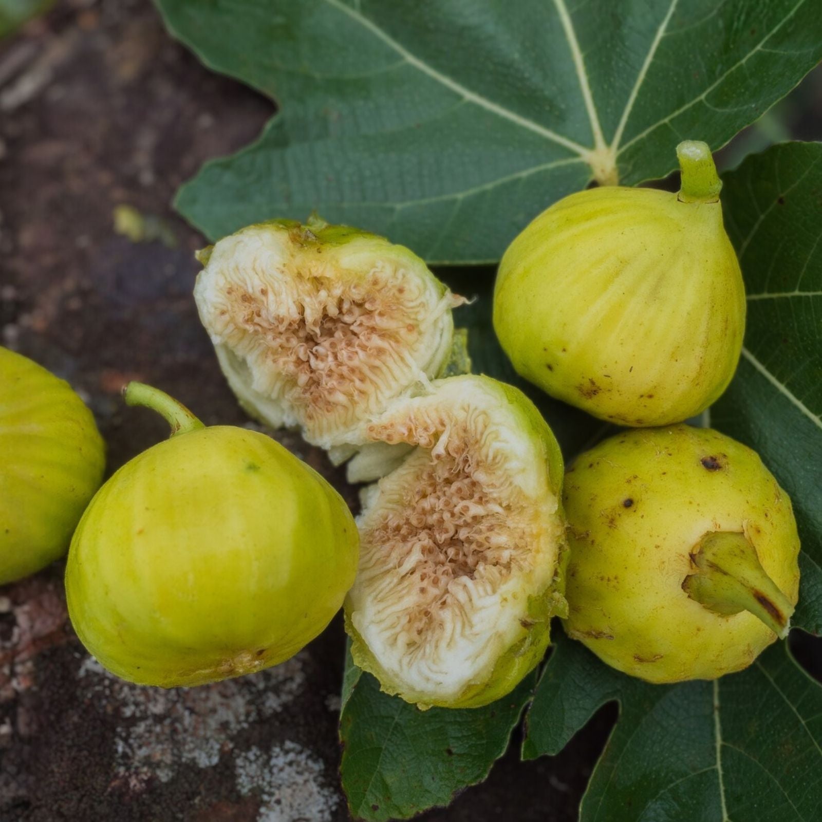 Fresh Cuttings of White Marseilles Fig Plant – Ficus carica for Propagation and Gardening
