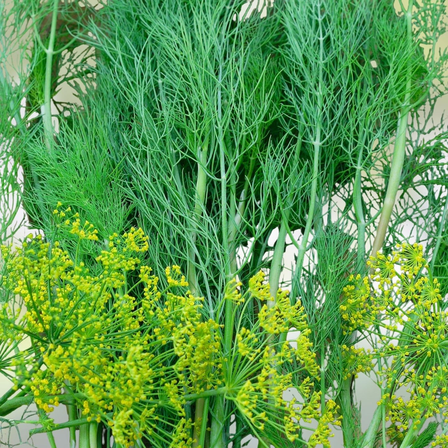 Dill Seeds Heirloom Bouquet Non-GMO Herb Spice 100 Seeds Anethum graveolens