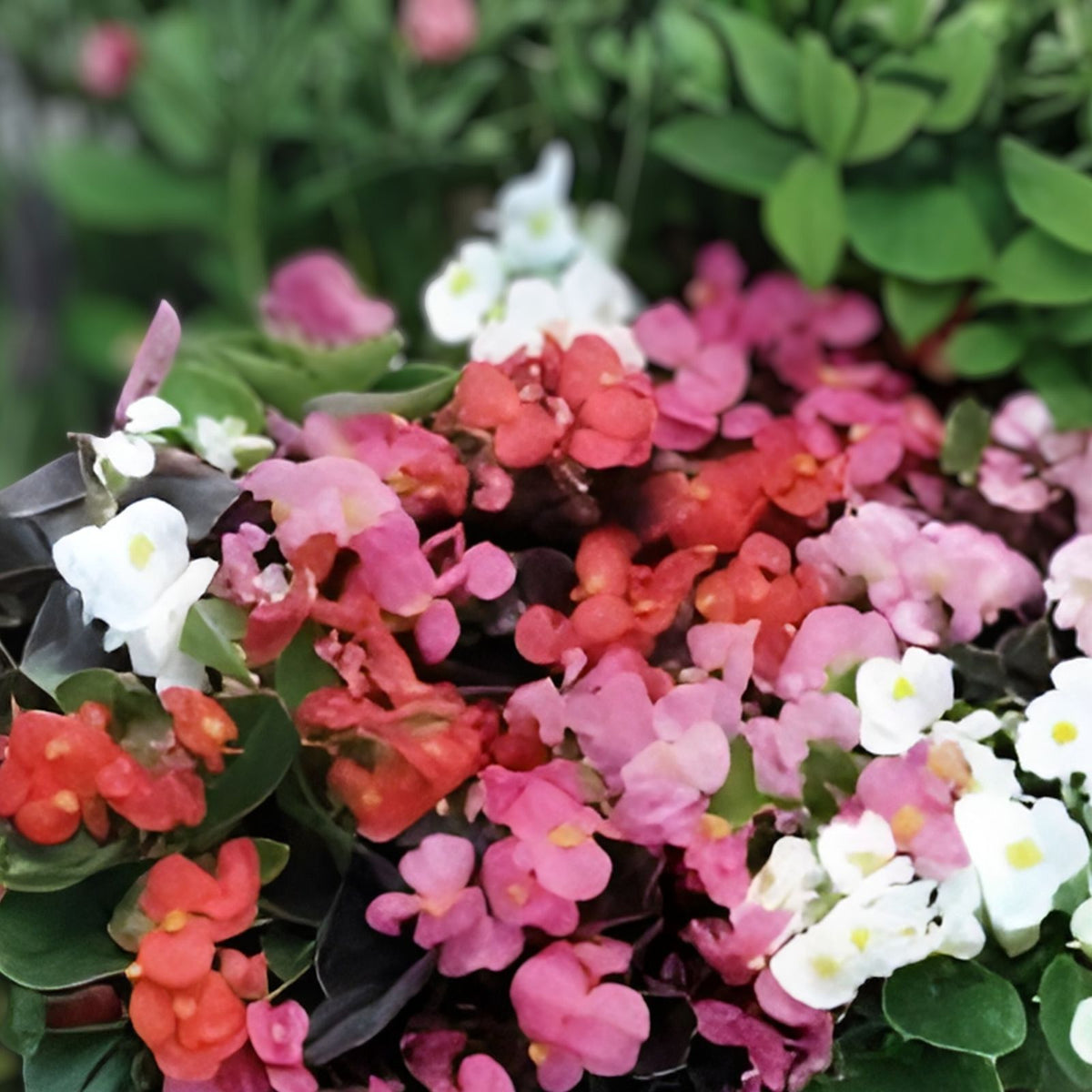 Rosy Haze Begonia Seeds 45 or 125 Non-GMO Flower Seeds Begonia x tuberhybrida
