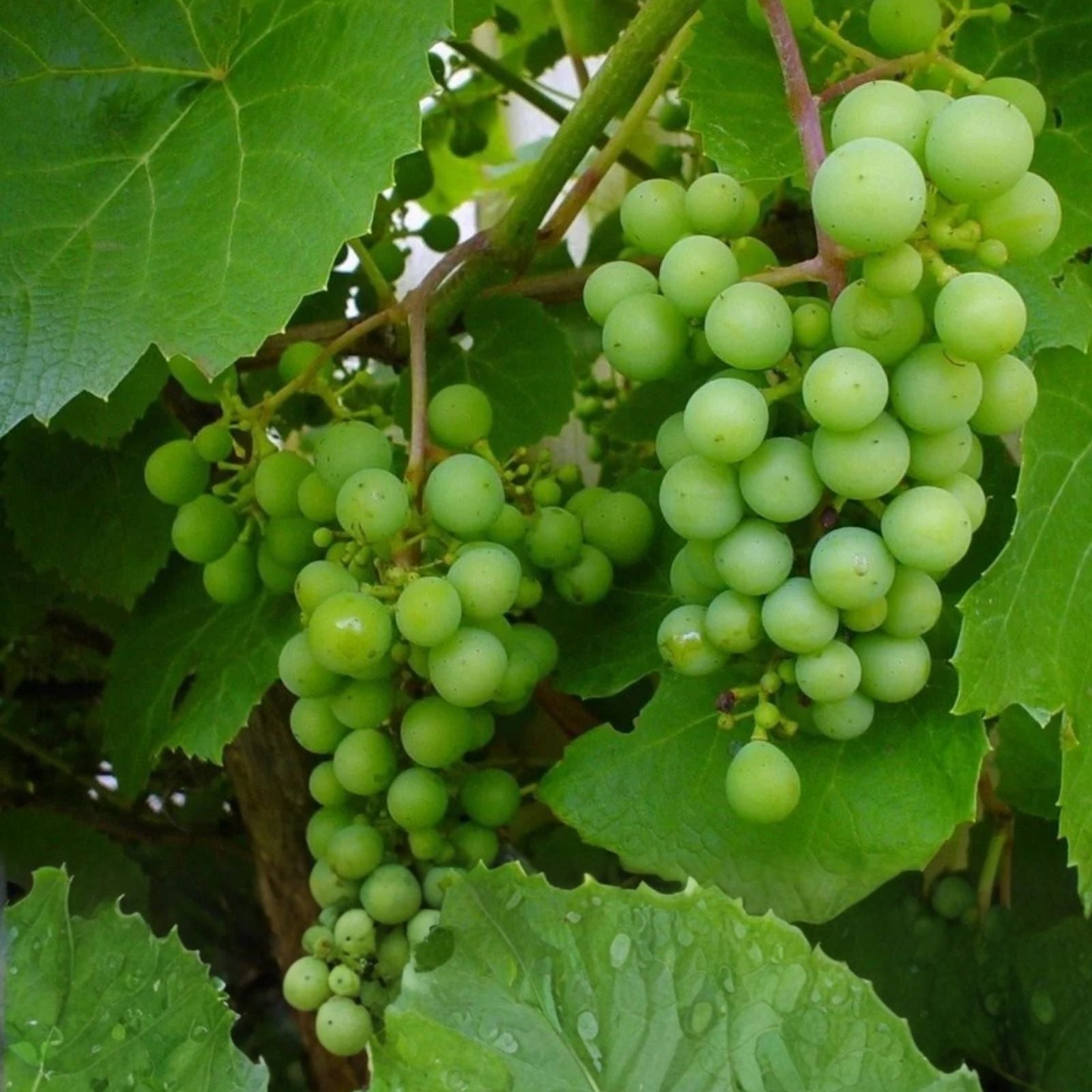 Grape Plant Cutting Vine 18” Sweet Variety in Pot – Vitis vinifera, Fruit-Bearing Grape Vine for Planting