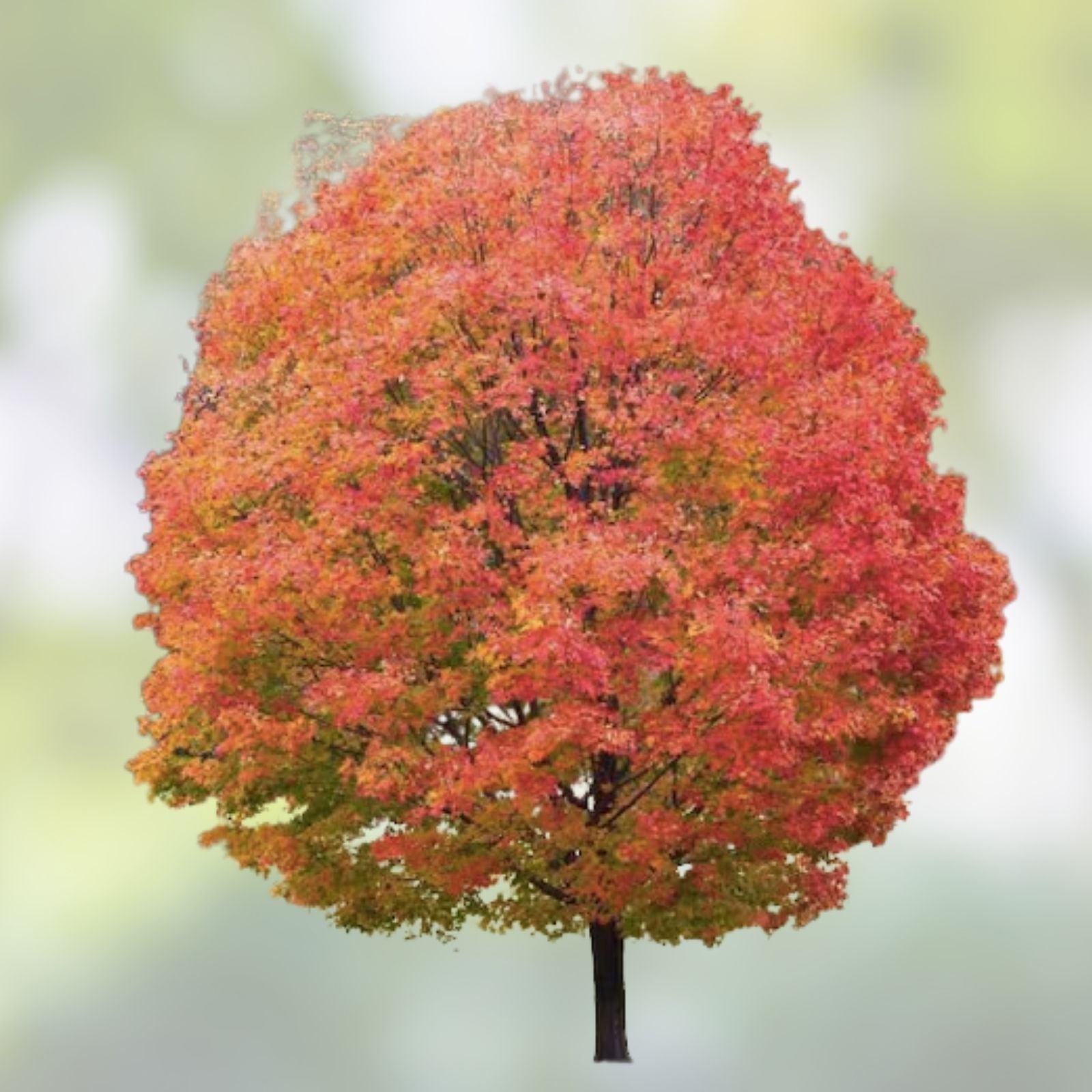 Sugar Maple Tree Seeds - 20+ Seeds with Vibrant Yellow Fall Leaves - Acer saccharum - Ornamental Tree Seeds
