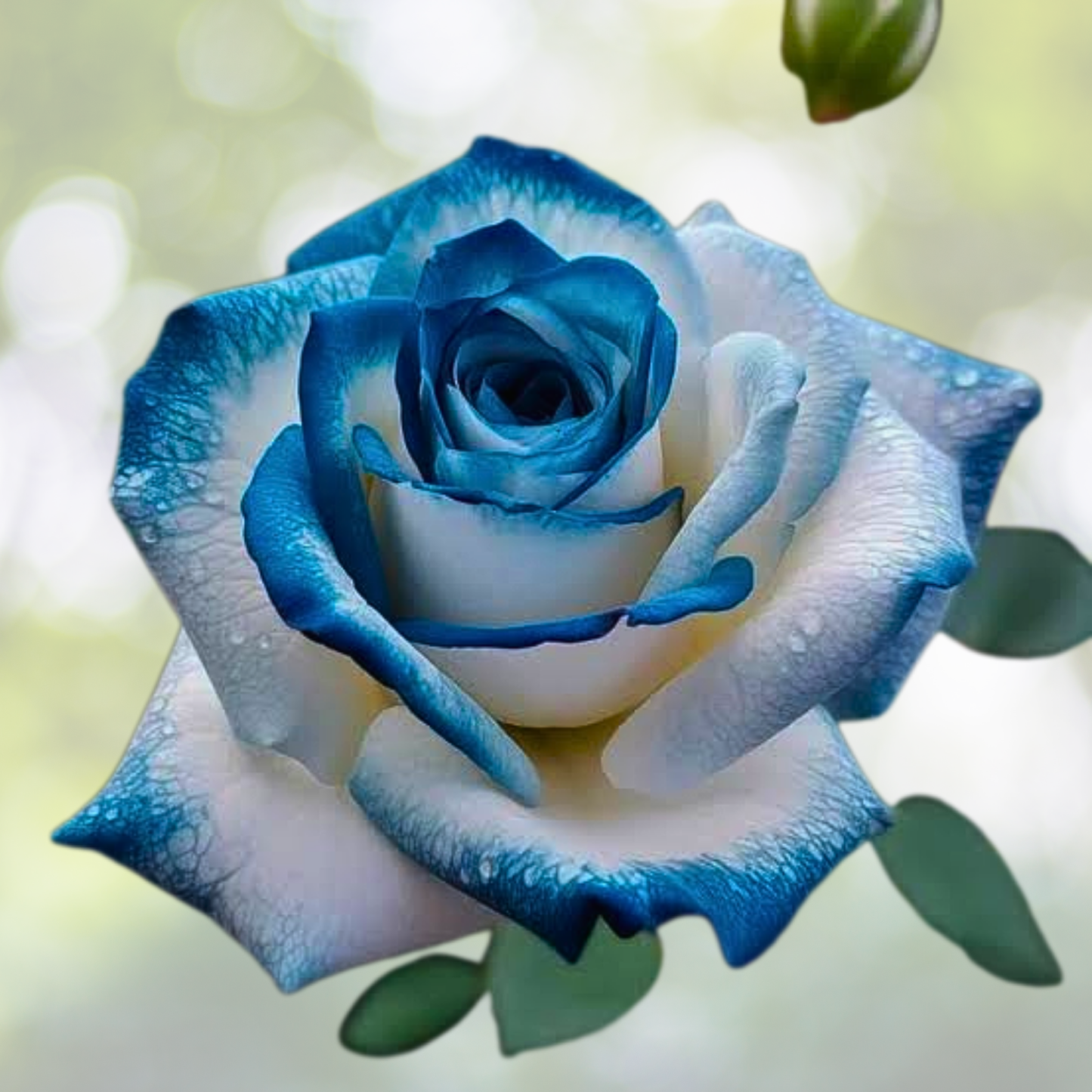 20pcs Sapphire Gem Twin Rose Seeds - Vibrant Blue Flowers - Rosa spp.