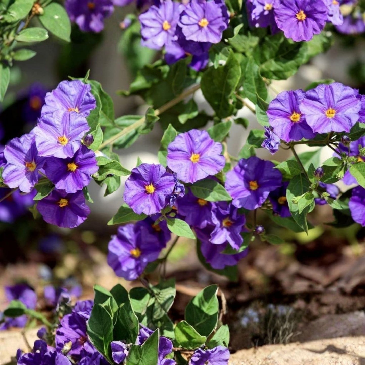 Thunbergia Erecta 'King's Mantle' Purple Live Flower Plant Cuttings - 7 Unrooted Cuttings for Home Gardening