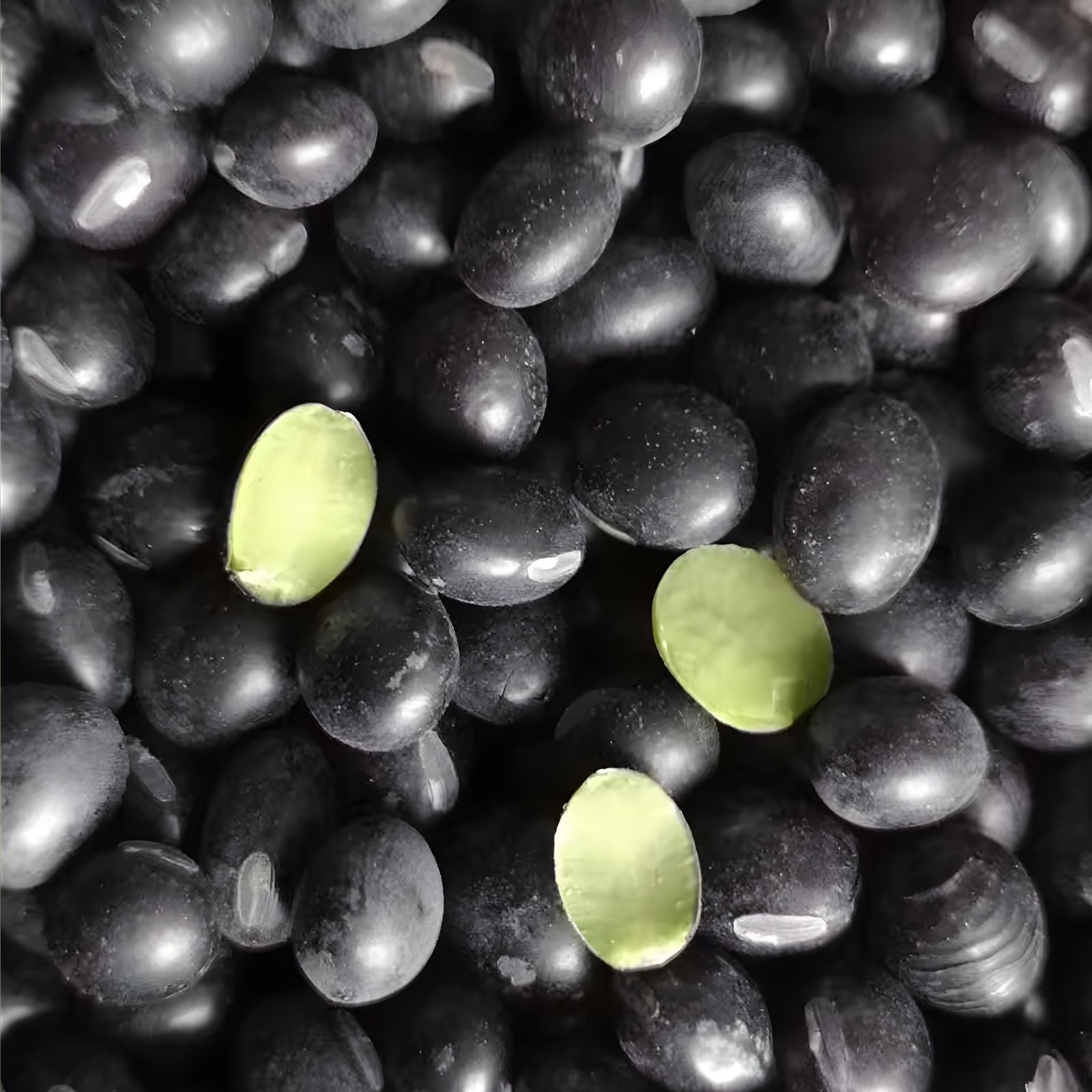 Black Soybean Seeds for Planting - Full Season Variety Glycine max for Sprouts and Garden Growth