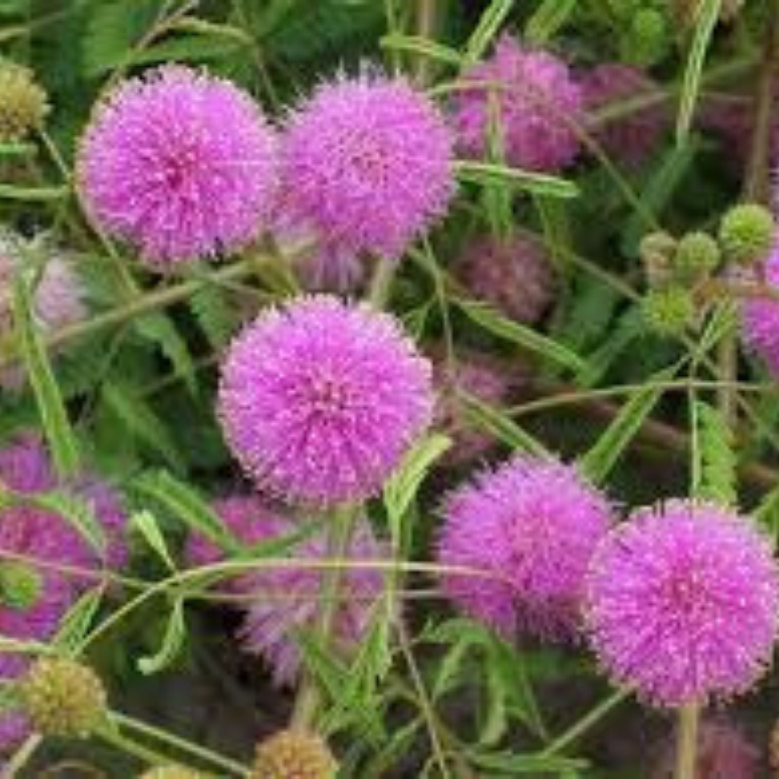 Sleeping Grass Seeds 50 Pack - Mimosa Pudica Sensitive Plant That Moves When Touched - Fast-Germinating Seed Kit