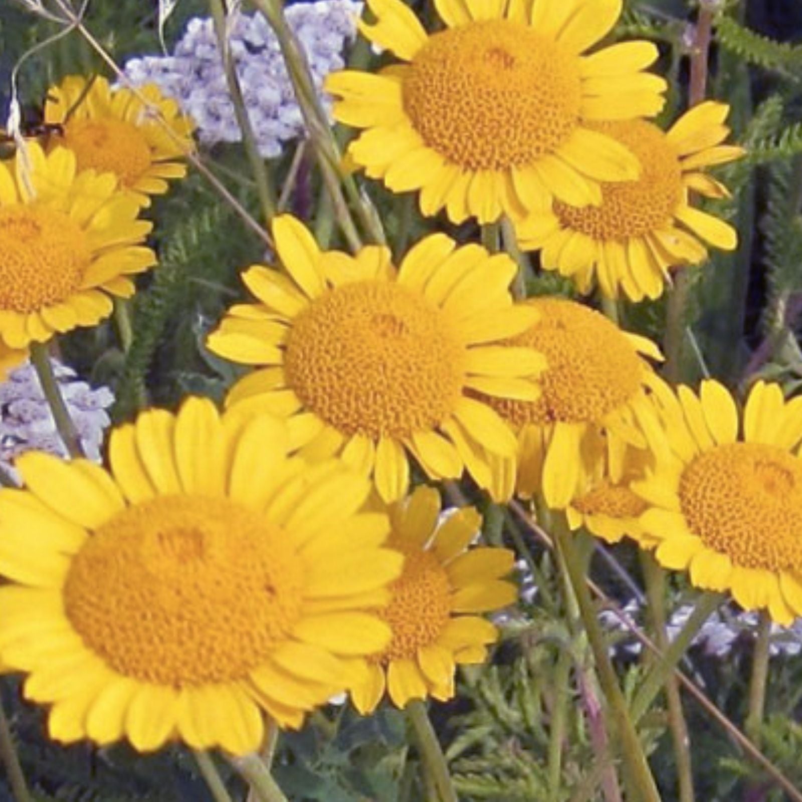 Golden Marguerite Daisy Seeds - 50 Organic Anthemis tinctoria Seeds for Garden, Pollinator Attractant, USA Grown, Free Shipping