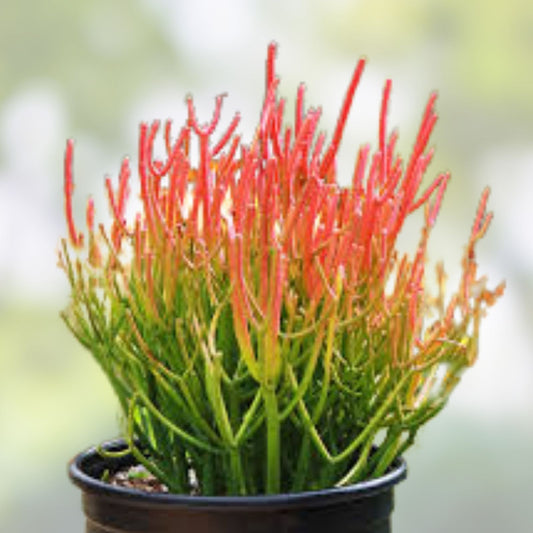 Euphorbia Tirucalli Cuttings - 10 Fire Stick Pencil Cactus - Easy Grow Succulent Plant - 5 Inch Length