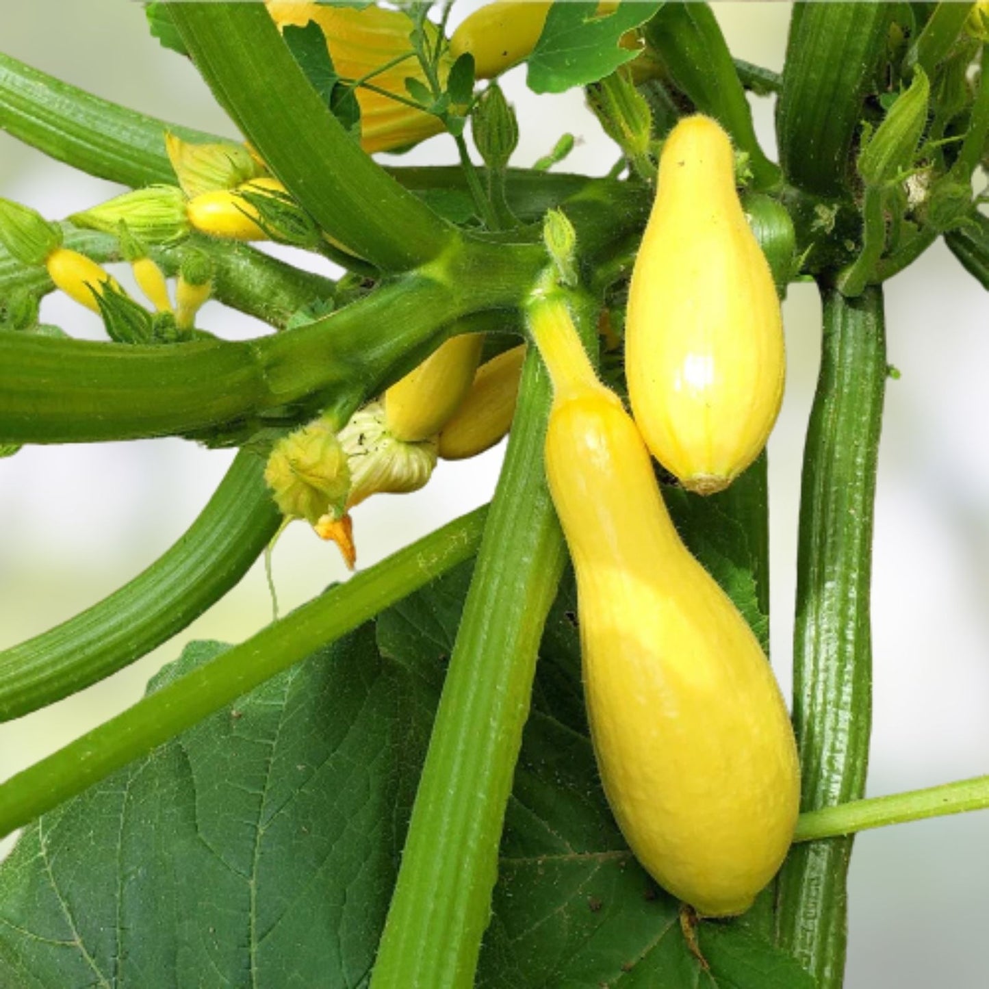 Squash Seeds 100-Count Early Prolific Straight Neck Heirloom Cucurbita pepo Vegetable Seeds