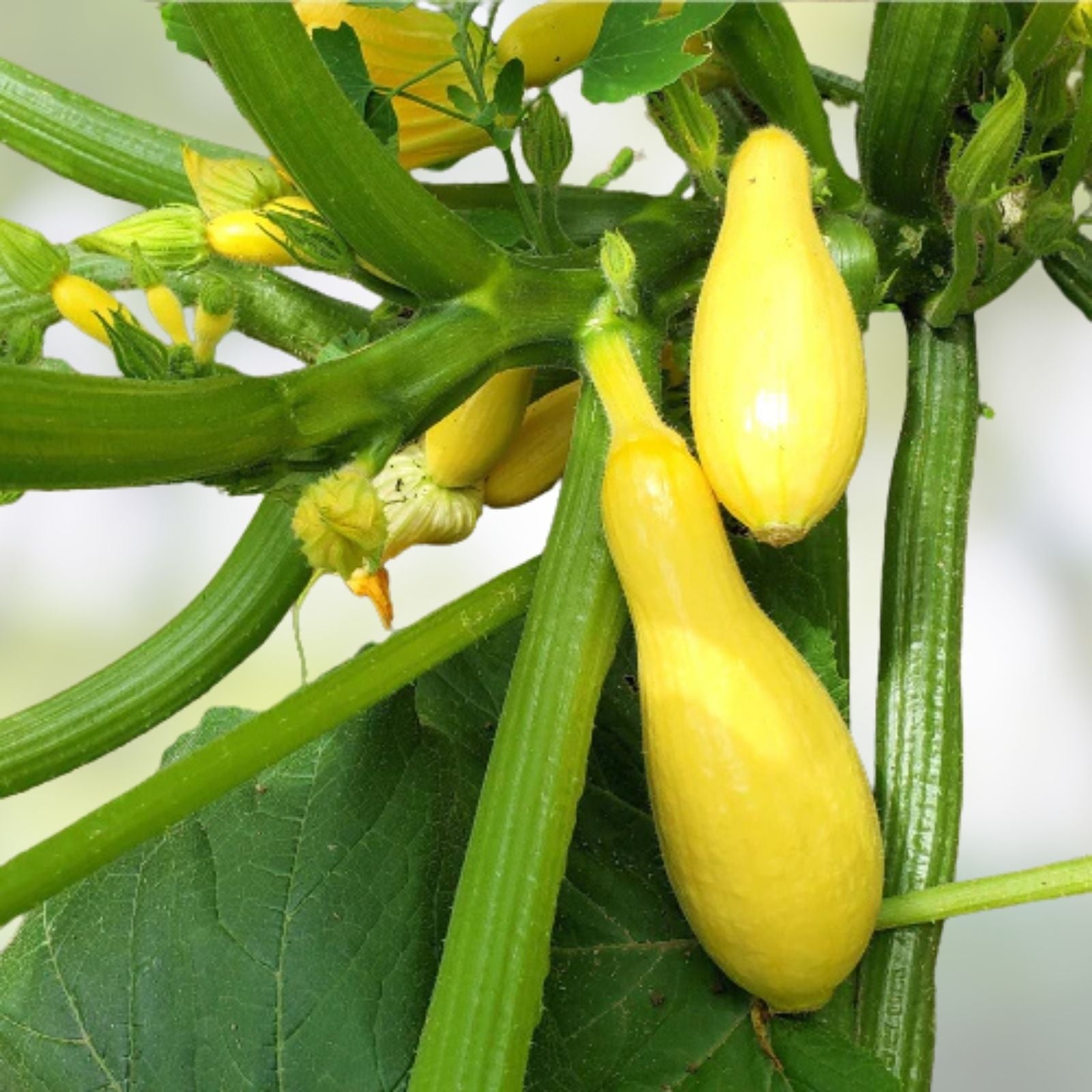 Squash Seeds 100-Count Early Prolific Straight Neck Heirloom Cucurbita pepo Vegetable Seeds