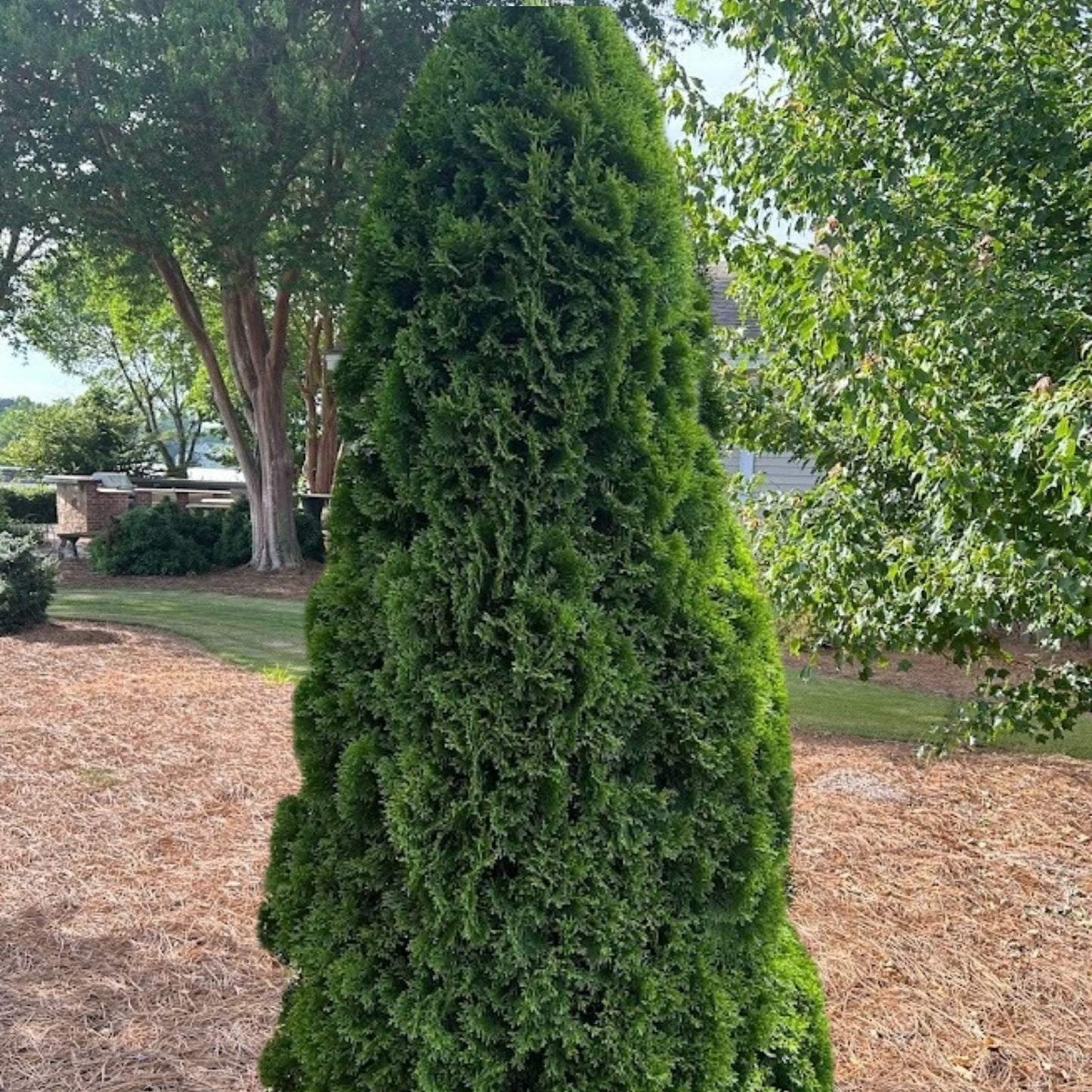 Thuja Occidentalis 'Brandon' Live Bare Root Evergreen Tree 8-12 Inches Hardy Shrub for Zones 3-7