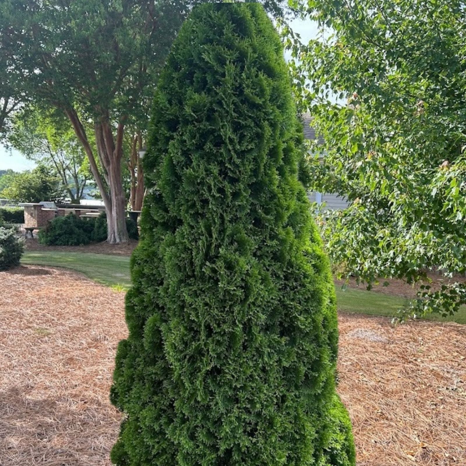 Thuja Occidentalis 'Brandon' Live Bare Root Evergreen Tree 8-12 Inches Hardy Shrub for Zones 3-7