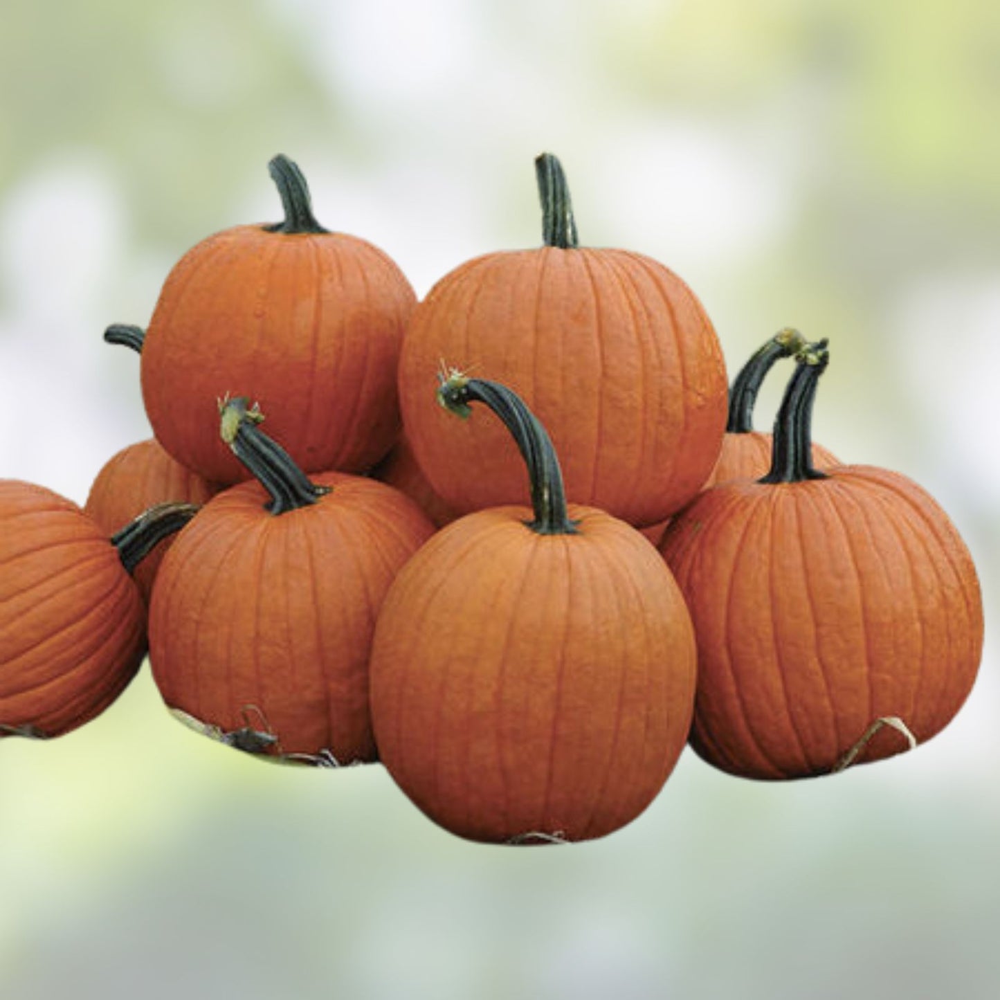 Spartan Pumpkin Seeds Bulk 10 All American Cucurbita pepo Planting Seeds for Fall Halloween Gardening