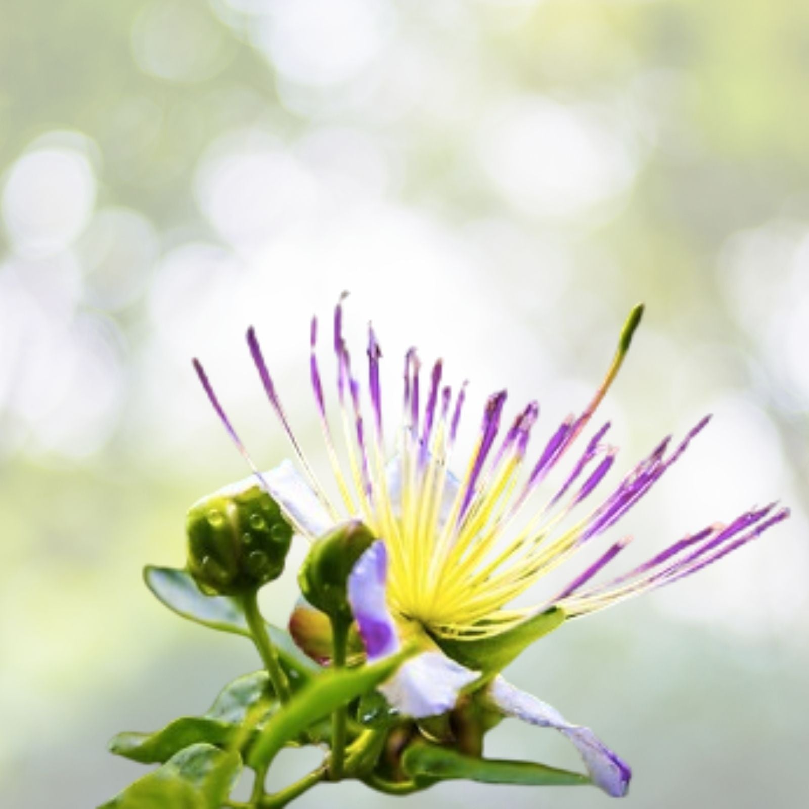 Caper Bush Seeds - 25+ Seeds - Capparis Spinosa - Edible Plant for Garden and Culinary Use