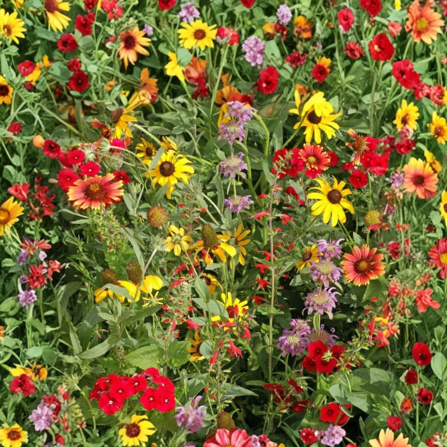 Wildflower Seed Mix 6 oz - Colorful Native Wildflower Blend for Borders and Garden Planting - Ecological Garden Seeds