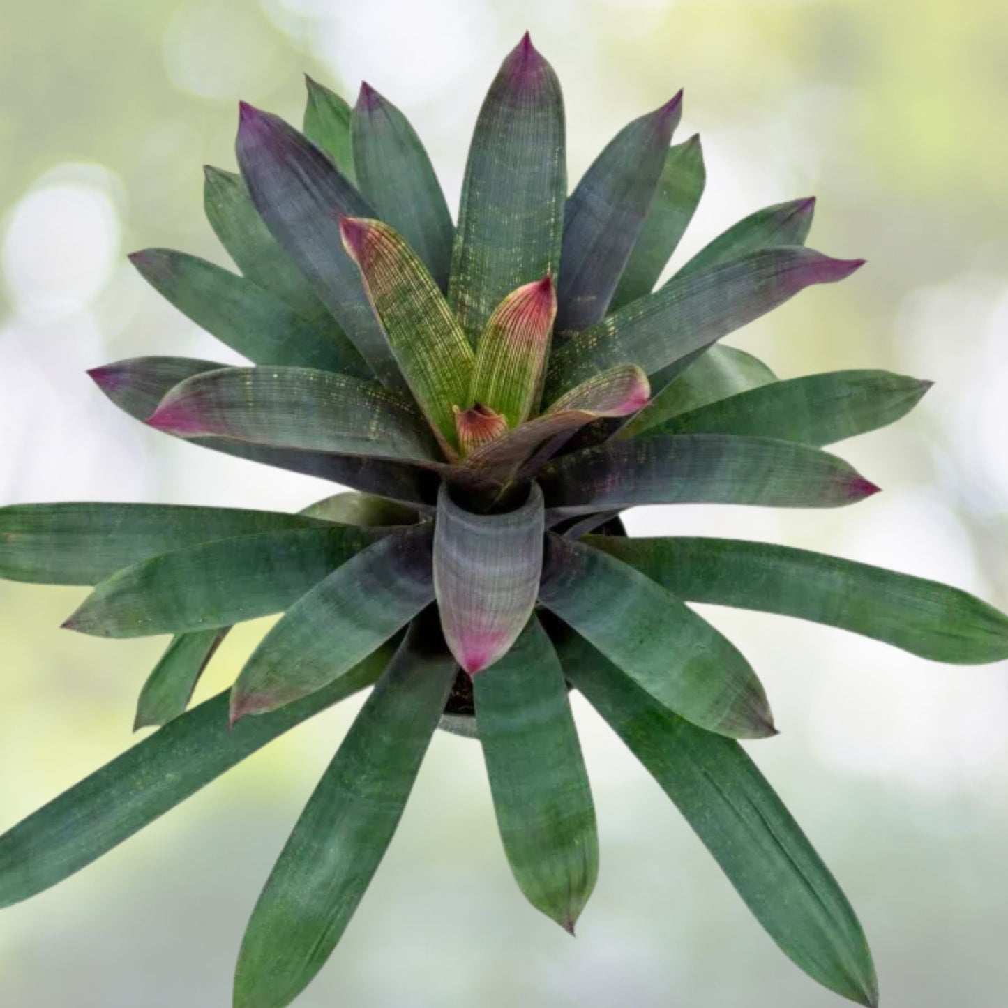 Vriesea Purple Diamond Bromeliad Plant - Burgundy Green Foliage with White and Pink Patterns - Vriesea Hybrid