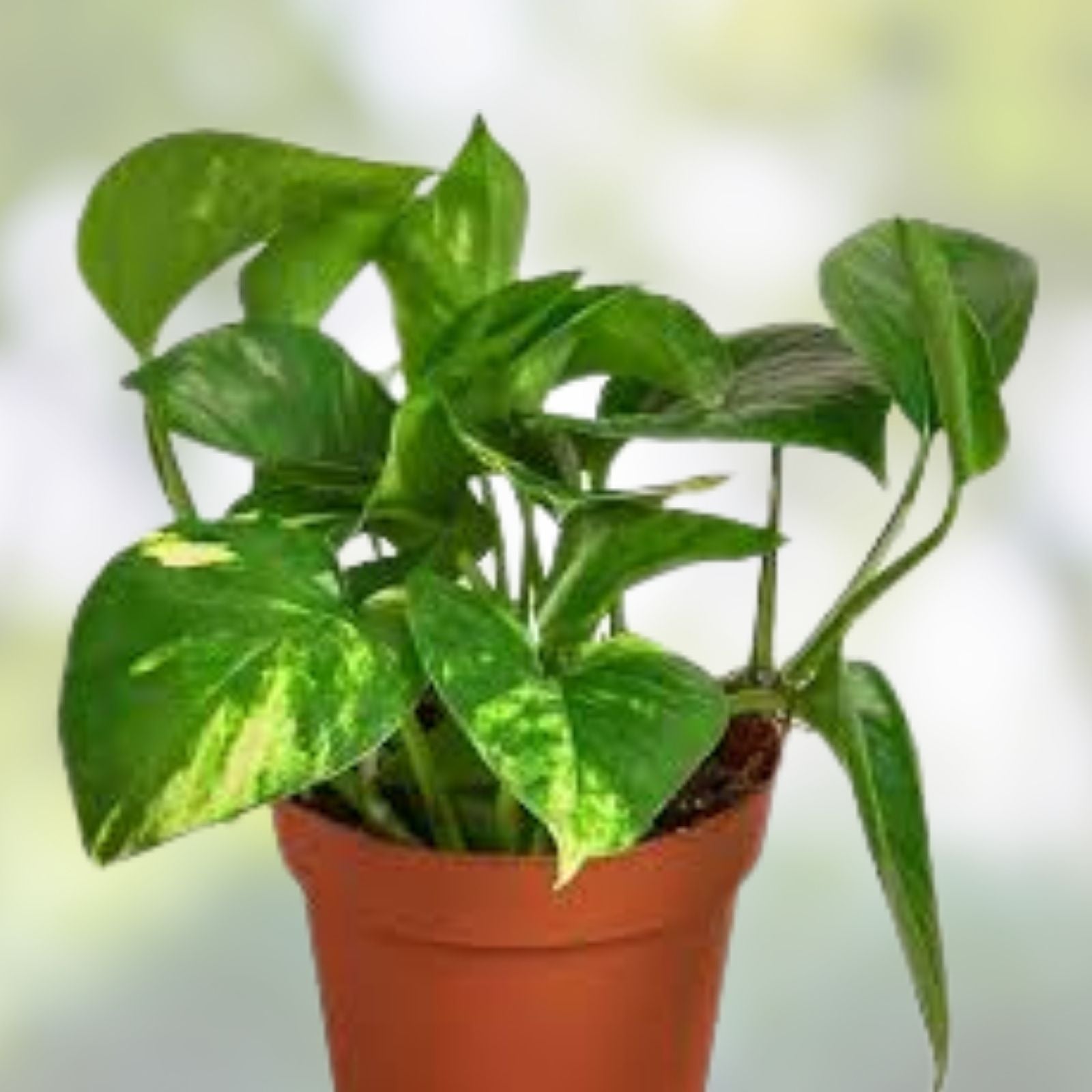 Pothos Live Plant Cuttings – 4 Rooted Pothos Epipremnum aureum for Indoor & Outdoor Gardening