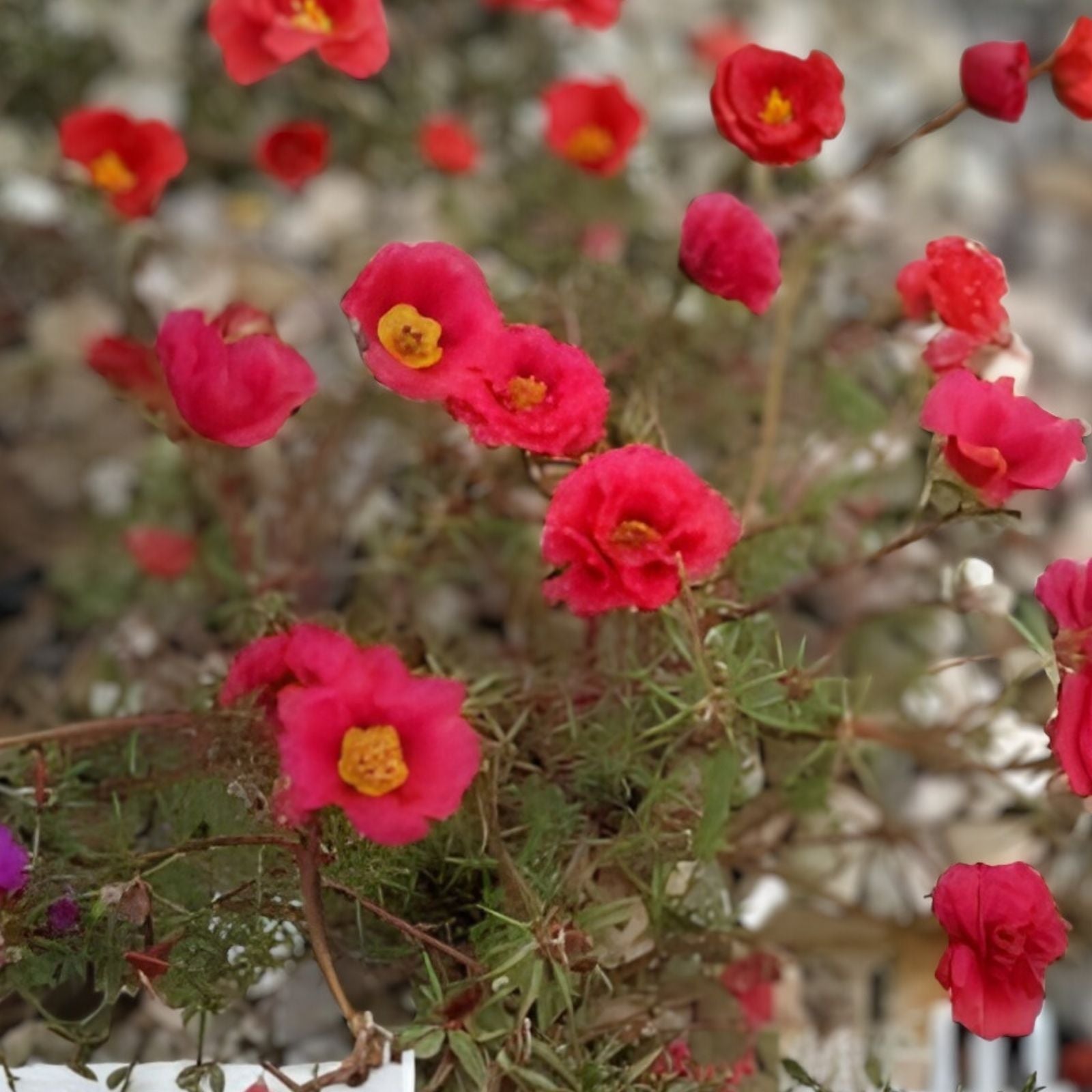 Moss Rose Cuttings - 10 Unrooted Scarlet Red Portulaca Grandiflora Succulent Plant Propagation