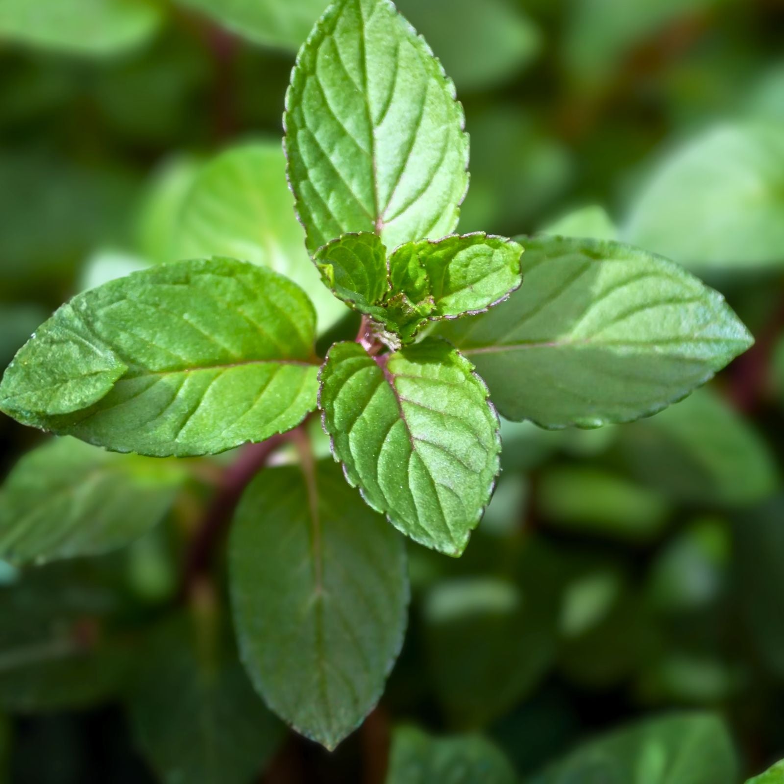 Chocolate Mint Plants - 12 Bare Root Plugs - Black Peppermint - Mentha × piperita 'Chocolate' - Organic & Pesticide-Free