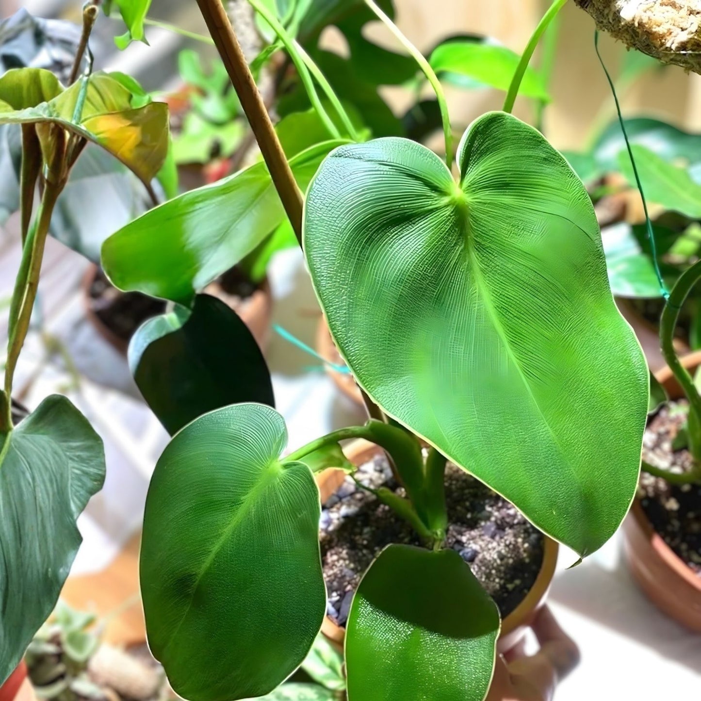 Philodendron Rogus Rooted Top Cutting Pig Skin Variety Tropical Houseplant for Indoor Decor