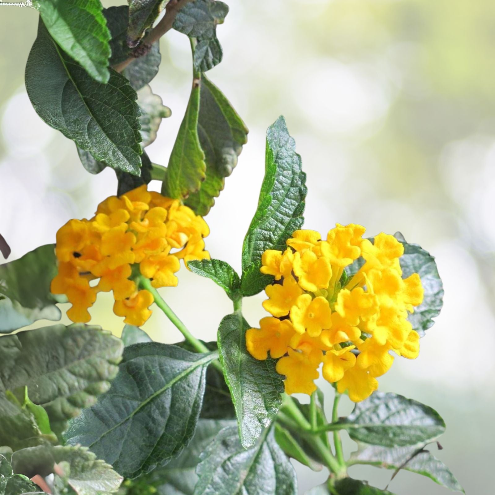 Lantana-Plants-Live-Trailing-Yellow-No-Pot-for-Outdoor-Planting-Lantana-camara