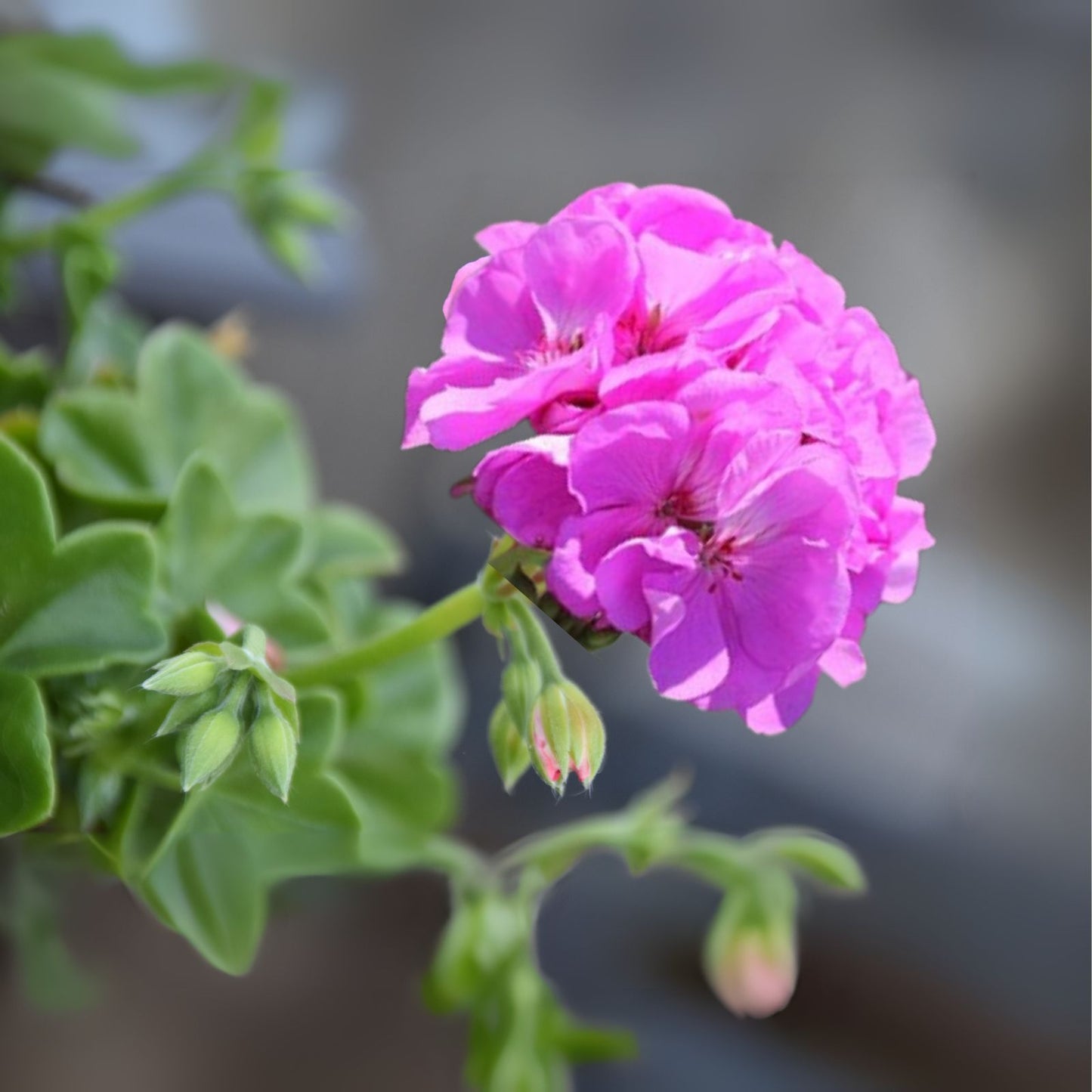 Purple Pink Pelargonium Zonal Geranium Starter Cuttings - Fresh Live Plant 12"x6" - Pelargonium zonale