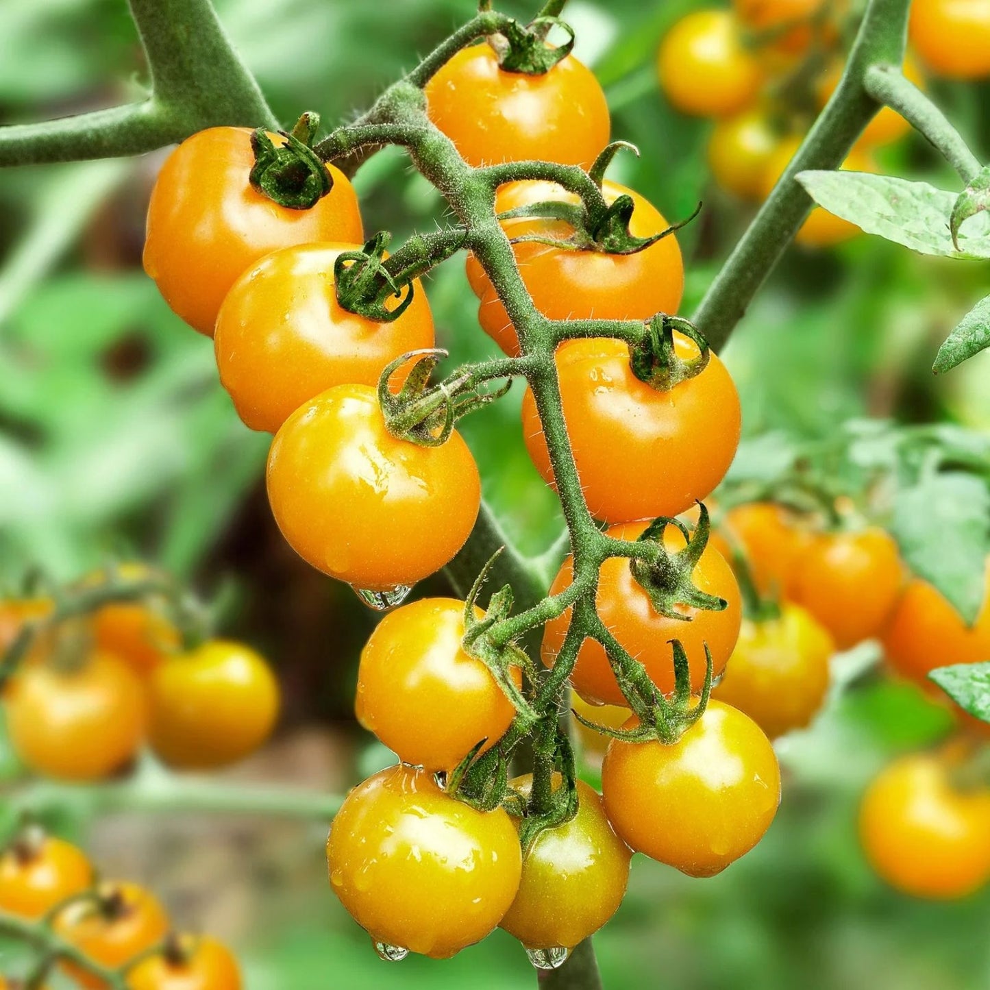 Korean Radish Seeds 100+ Rare Garden Vegetable Raphanus sativus Fresh Organic Planting Seeds