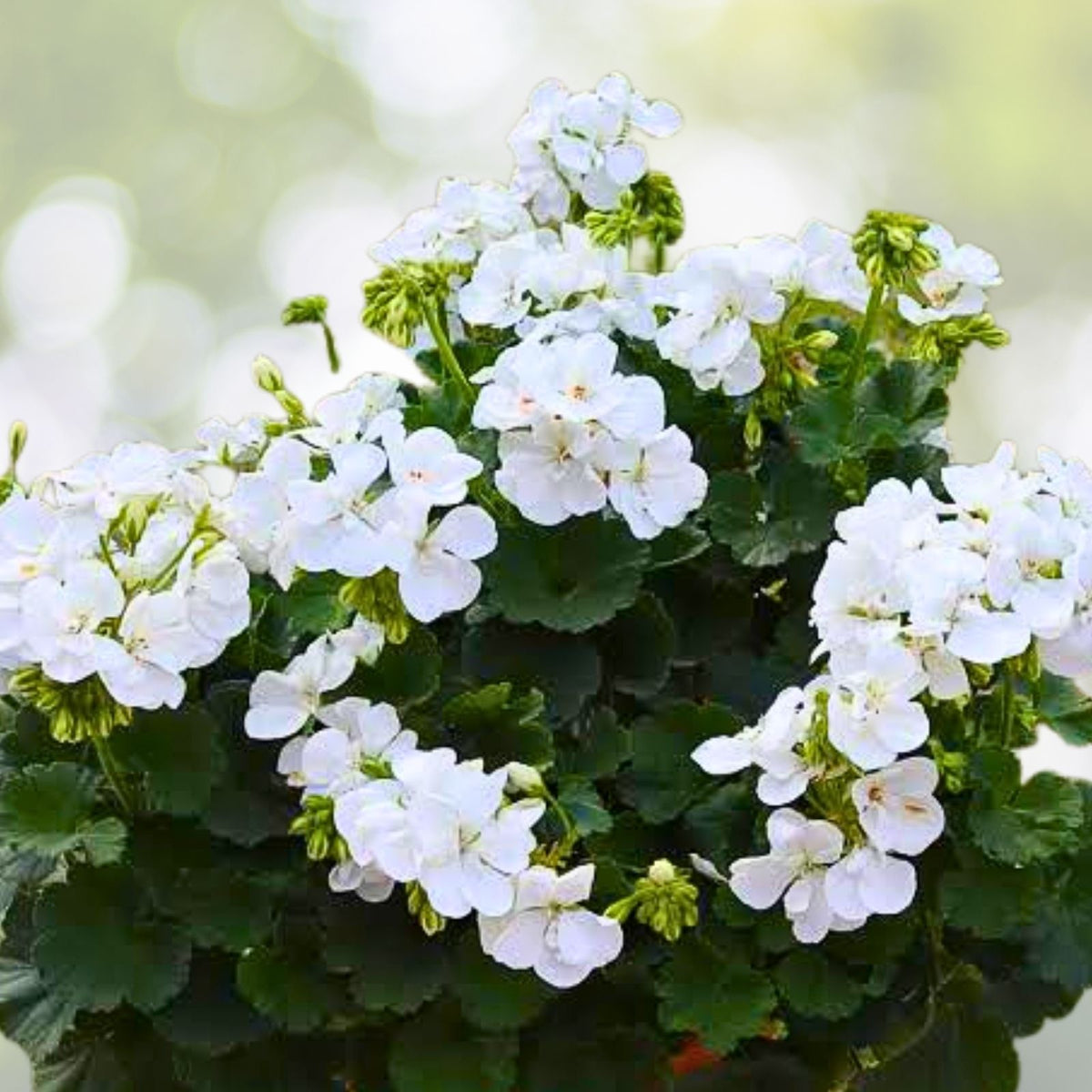 Geranium Cuttings - 3 Pink & White Fresh Pelargonium Plants for Planting - Ideal for Home Garden and Landscaping