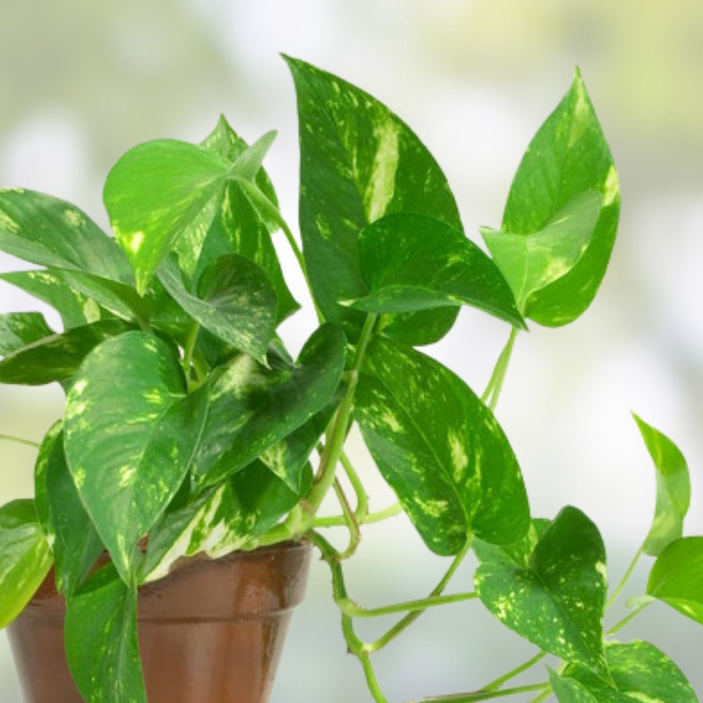 Golden Pothos Cuttings 5 Roots - Live Indoor Houseplant - Easy Care Epipremnum aureum