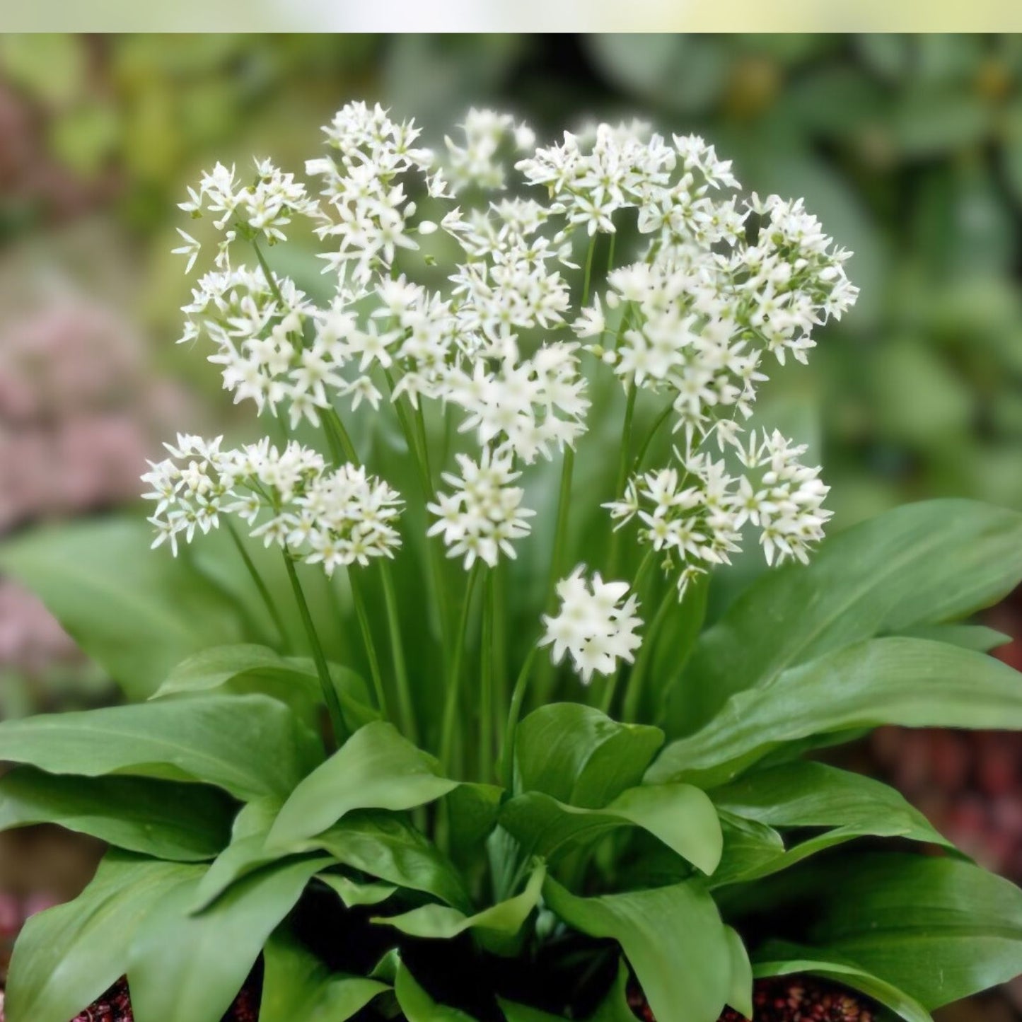 Wild Garlic Live Plants Set of 6 – Allium ursinum Perennial Bulbs for Garden, Freshly Dug, Optimal Growth