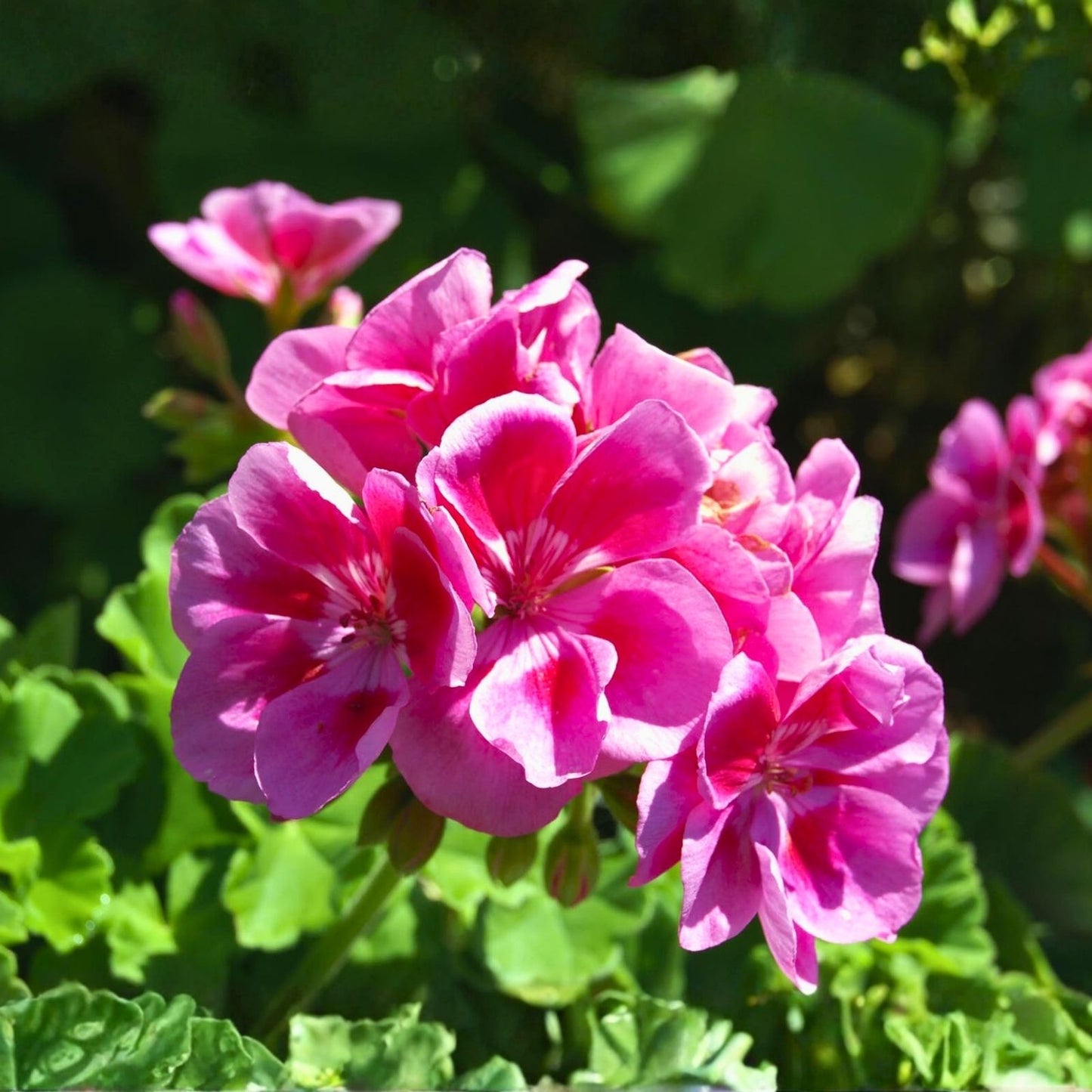 Geranium Seeds 100+ Pack Raspberry Spell Fragrant Fresh Flower Non-GMO Pelargonium spp.